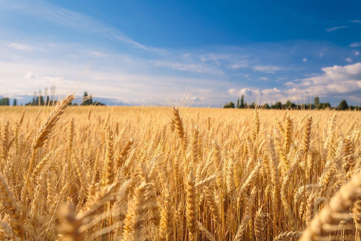 NAWG Member Testifies on Importance of Grain Inspection System for U.S. Export Markets