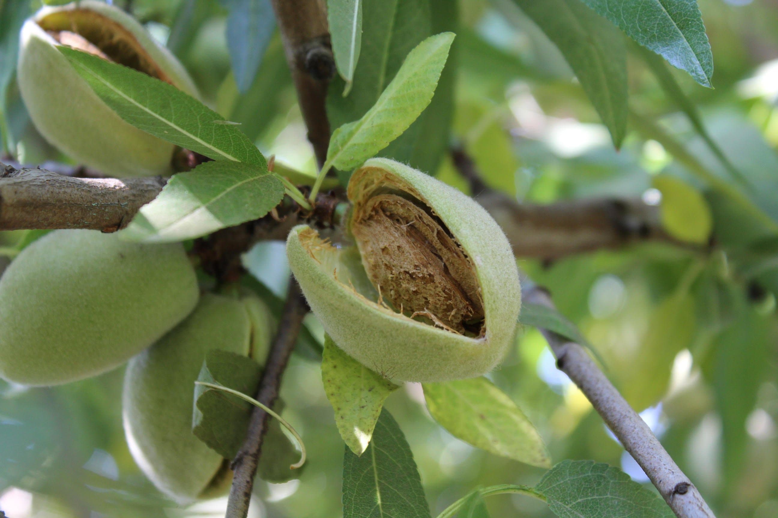 2019 California Almond Forecast Down 3.5 Percent