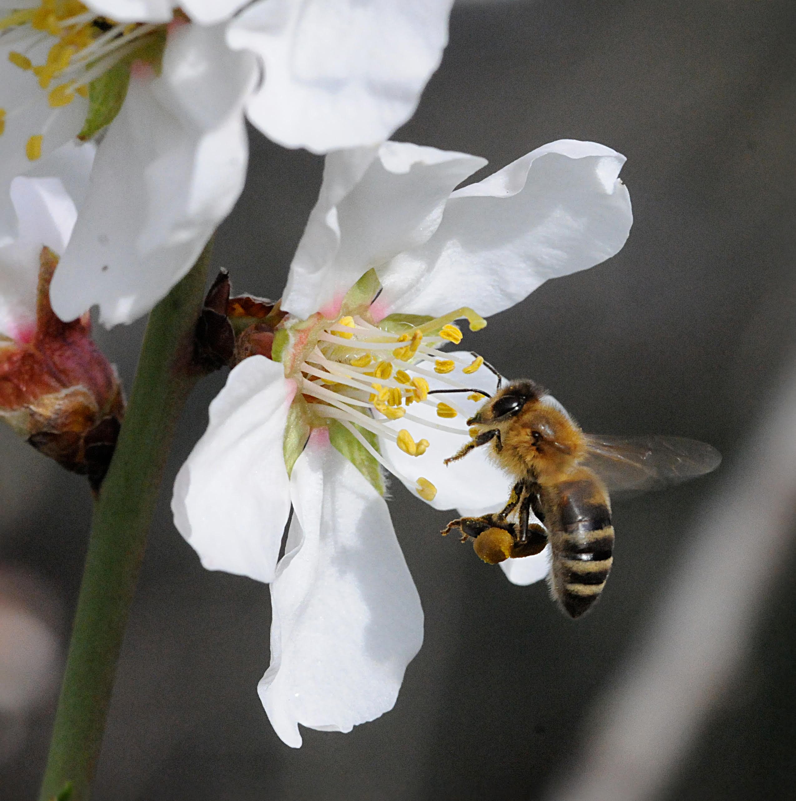EPA Registers Long-Term Use of Sulfoxaflor While Ensuring Pollinator Protection
