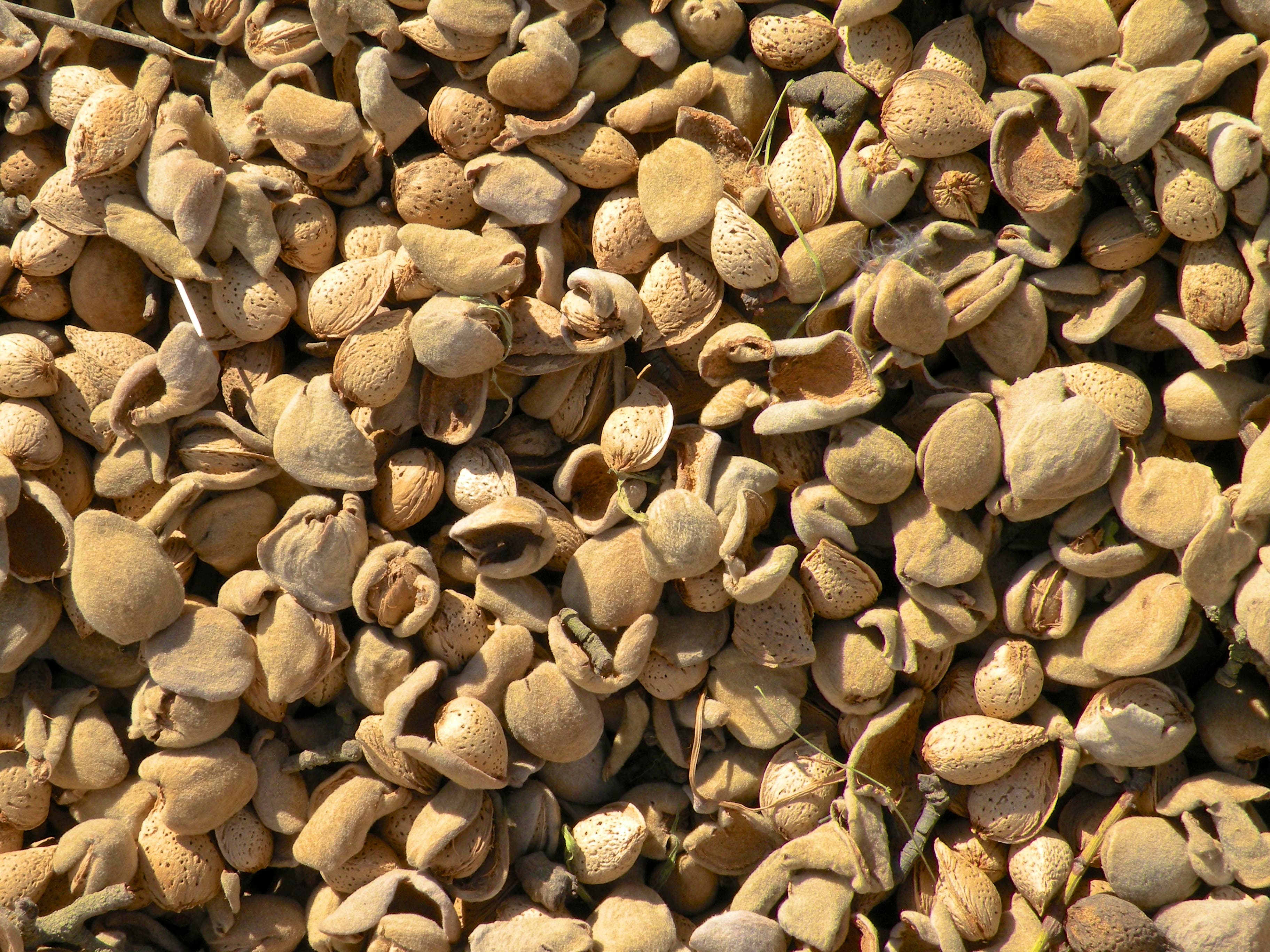 Creating A Safe, Clean Home For Stockpiled Almonds