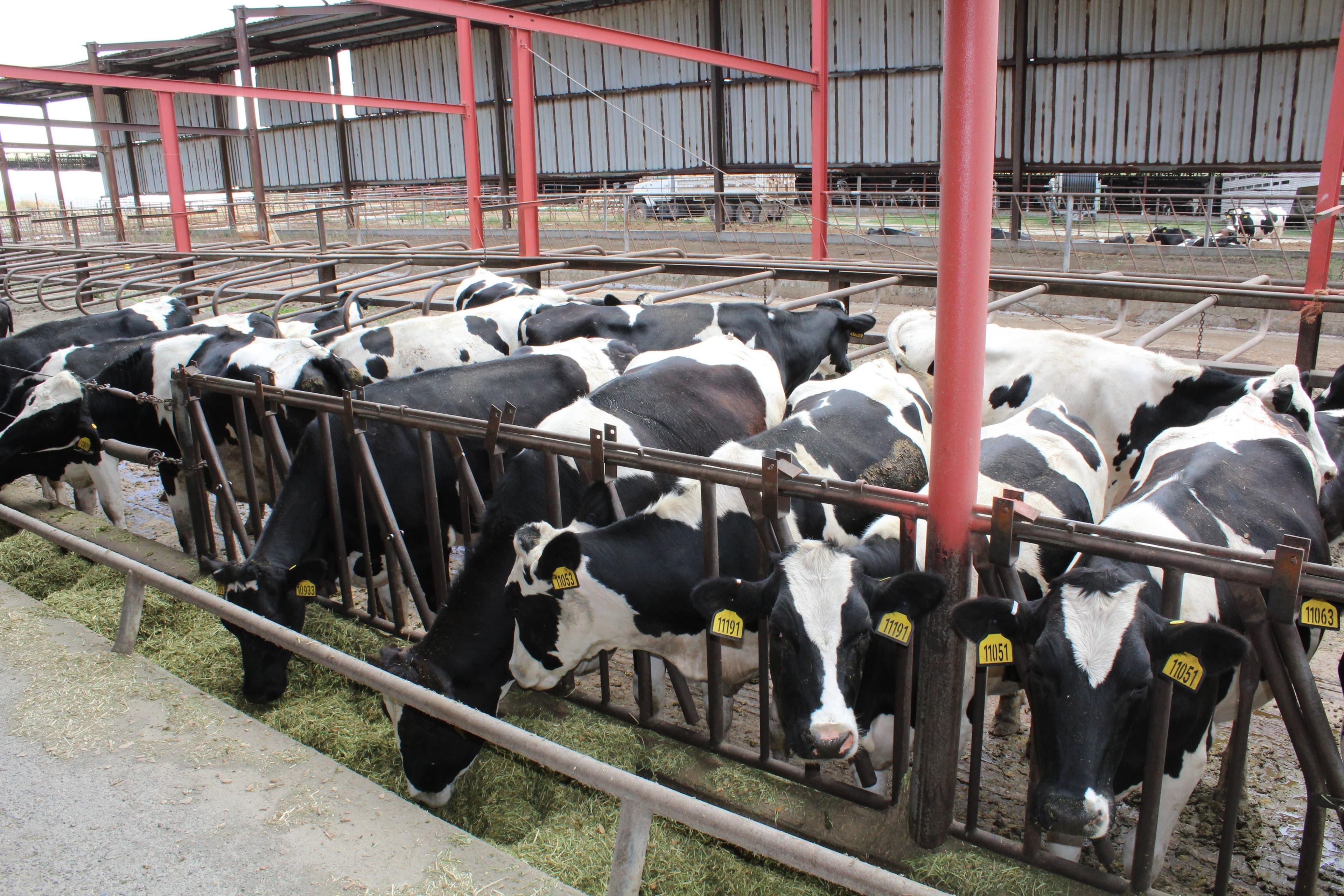 California Dairy Organizations Collaborate on Process to Address State’s Quota Program