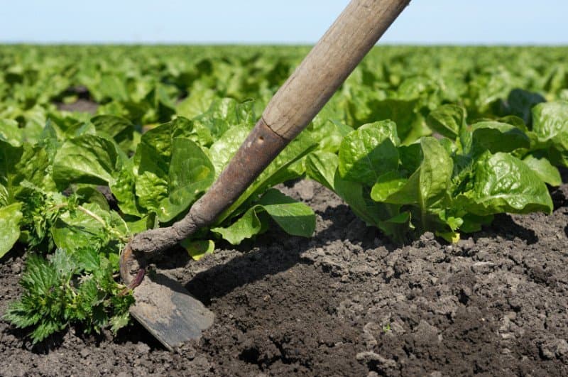 Weed Control in Lettuce