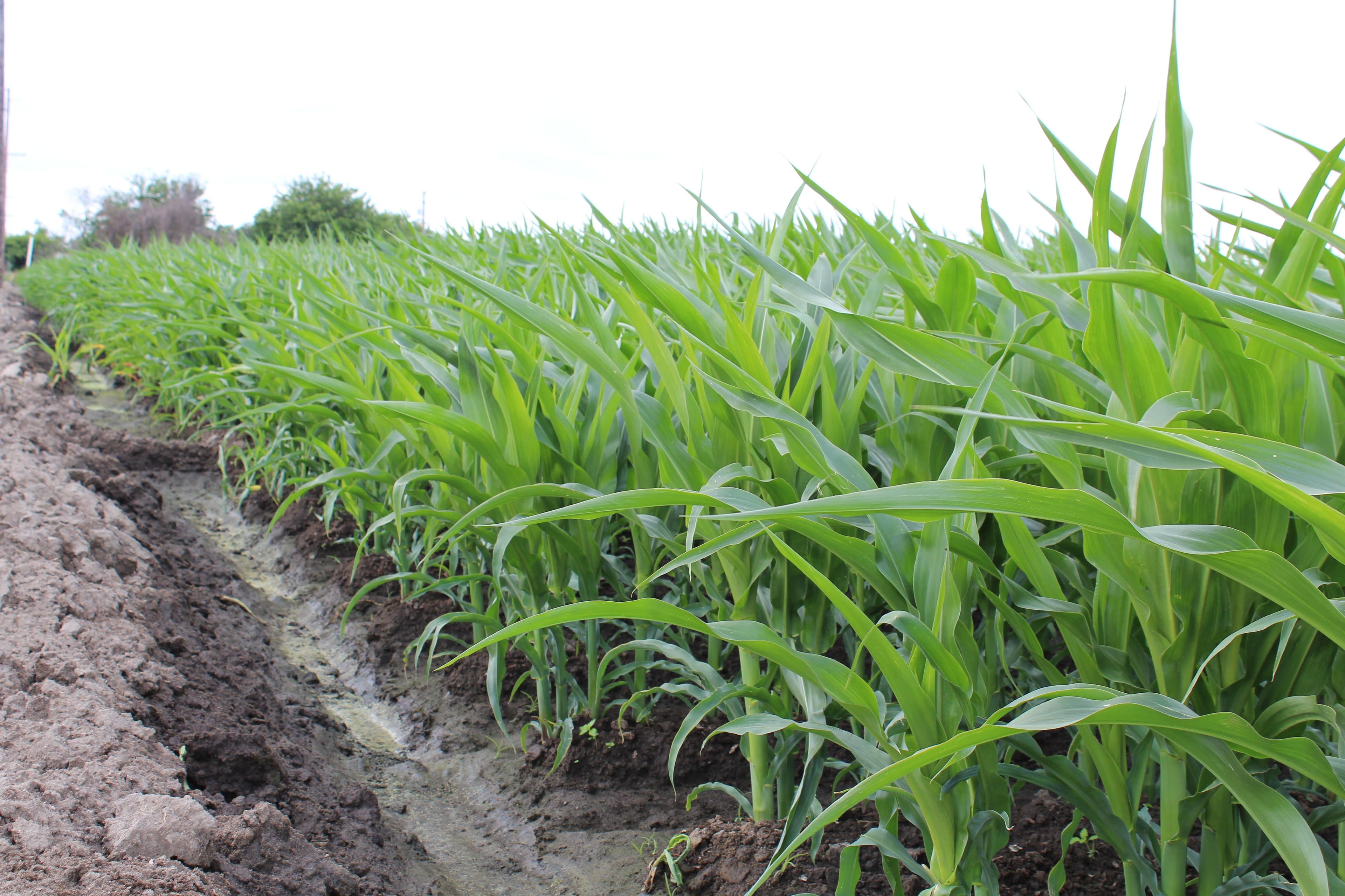 Soil Health Partnership Celebrates 5 Years of Growth and Collaboration