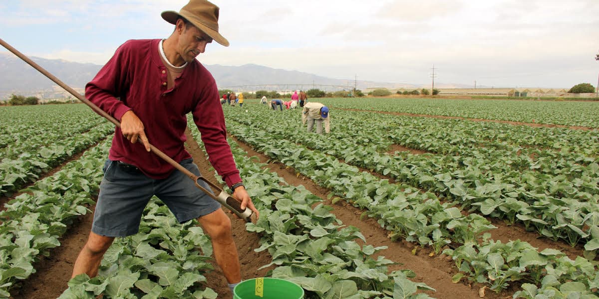 Techniques in Organic Farming that Influence Soil Health