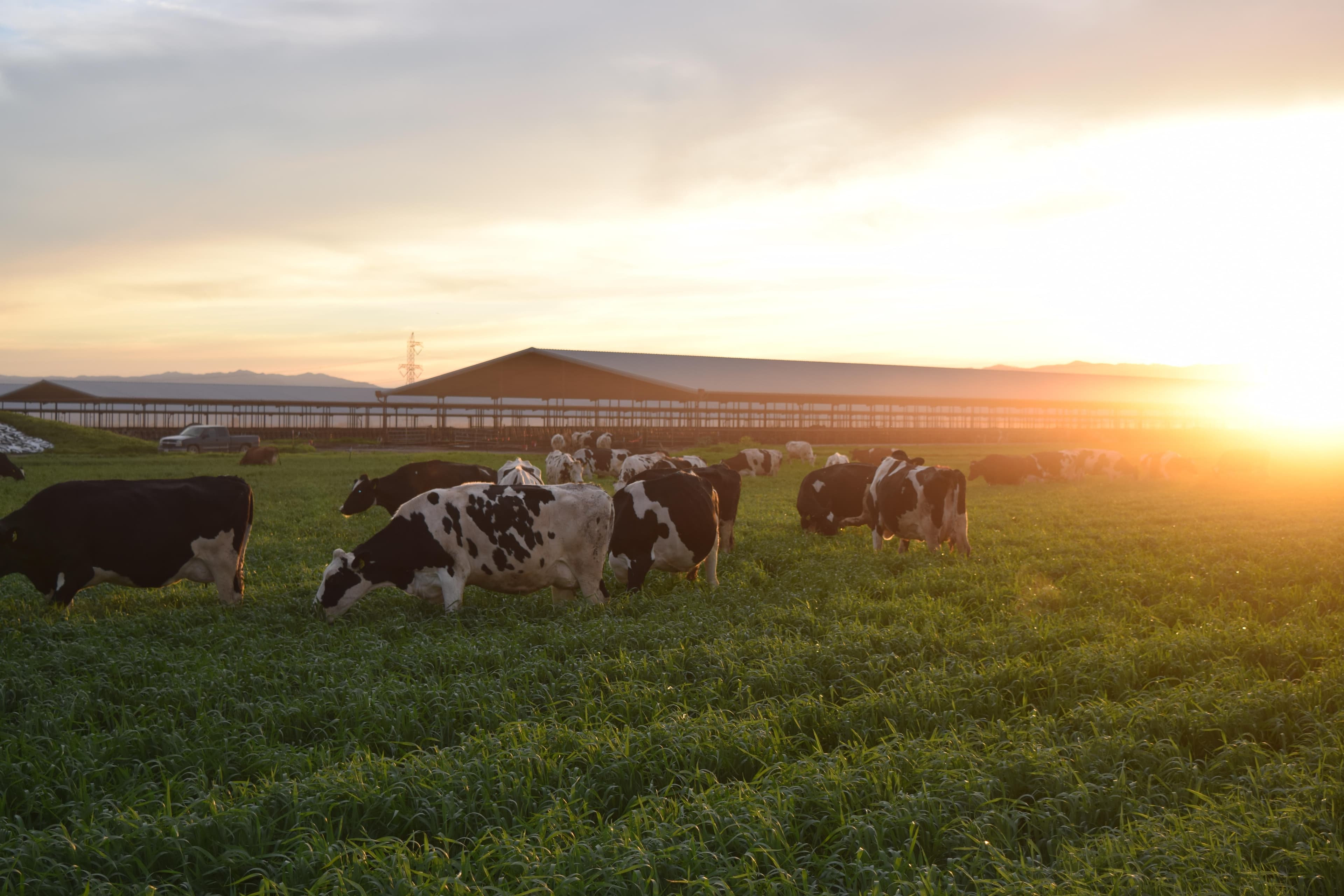 Dairy Producers Must Sign-Up Before Sept. 20 for 2019 Coverage