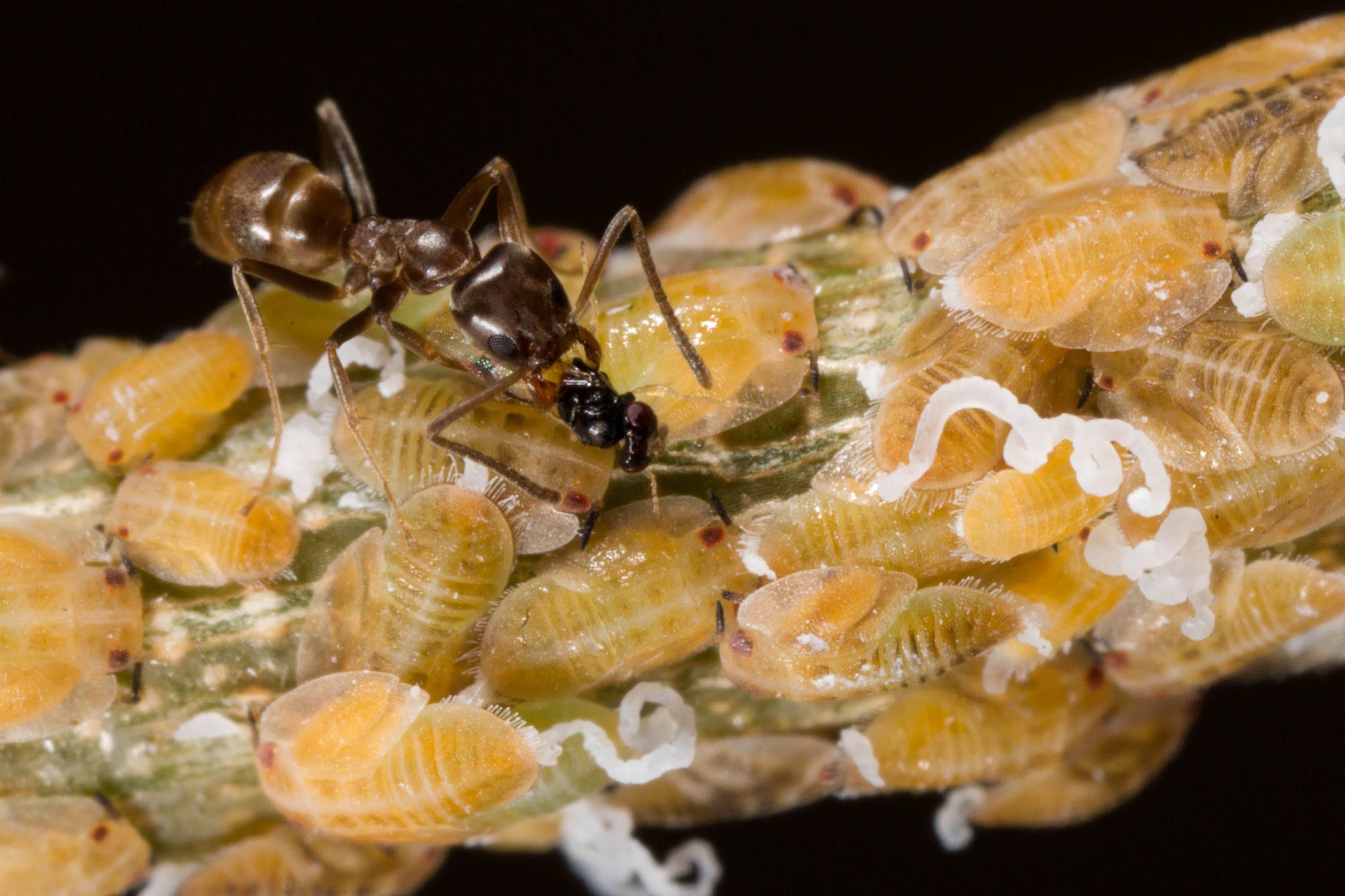 Argentine Ant Inhibits Biocontrol Options for Deadly Citrus Pests