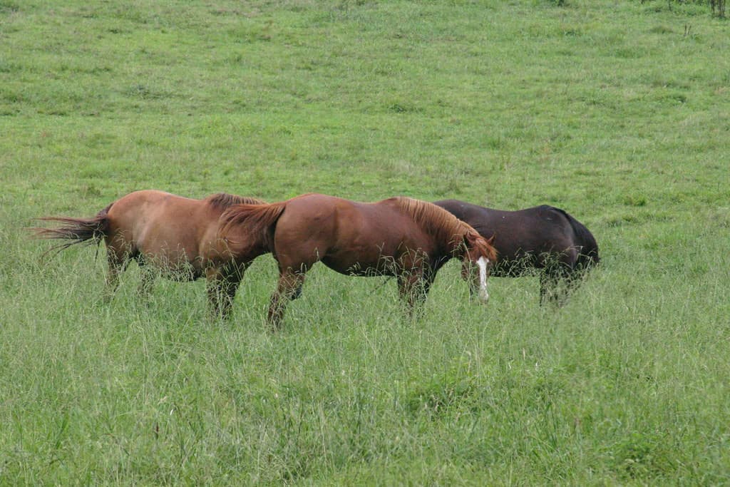 New detections of West Nile Virus in California horses – Prevention Tips