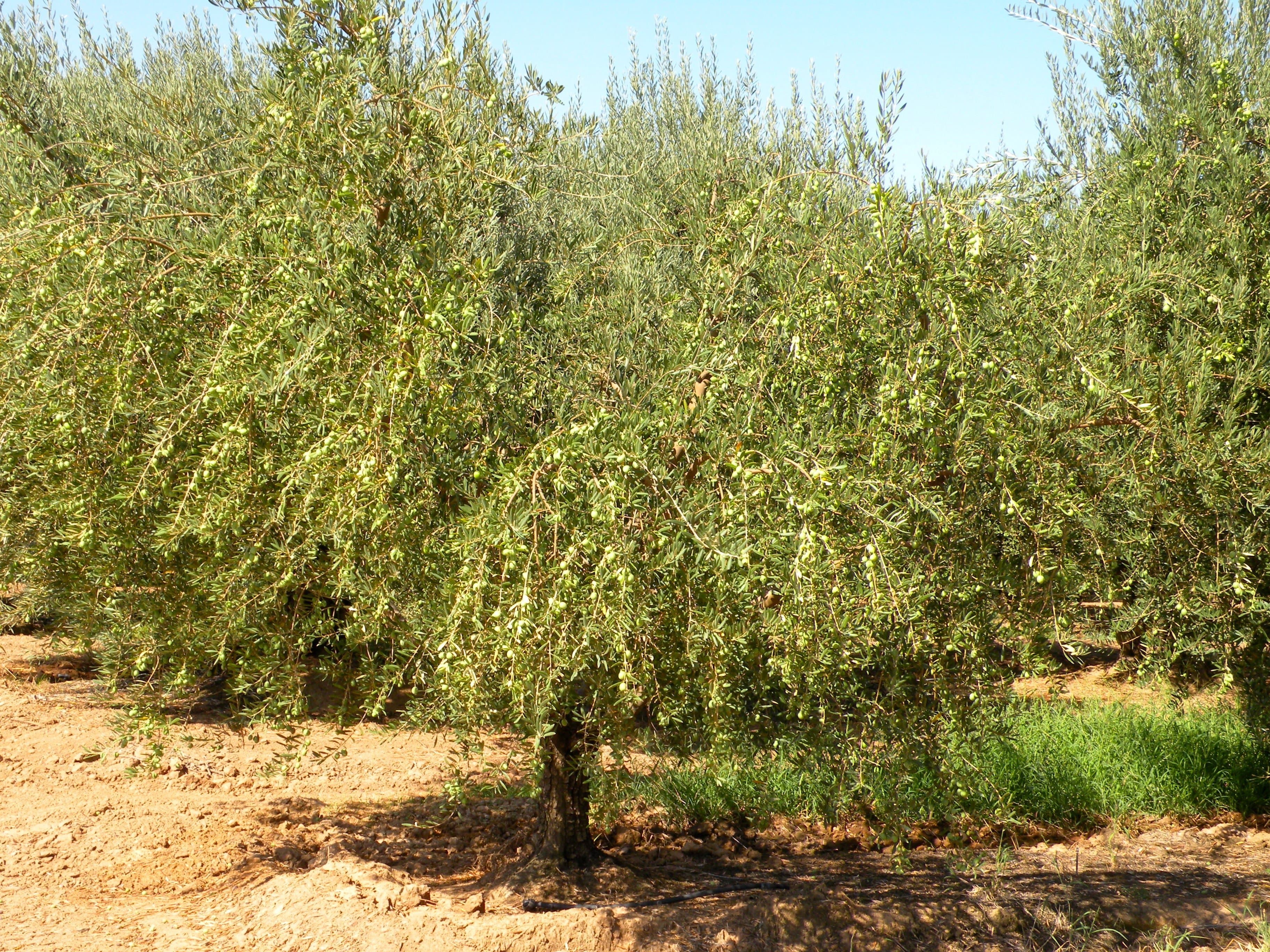 Investigating Olive Anthracnose in California