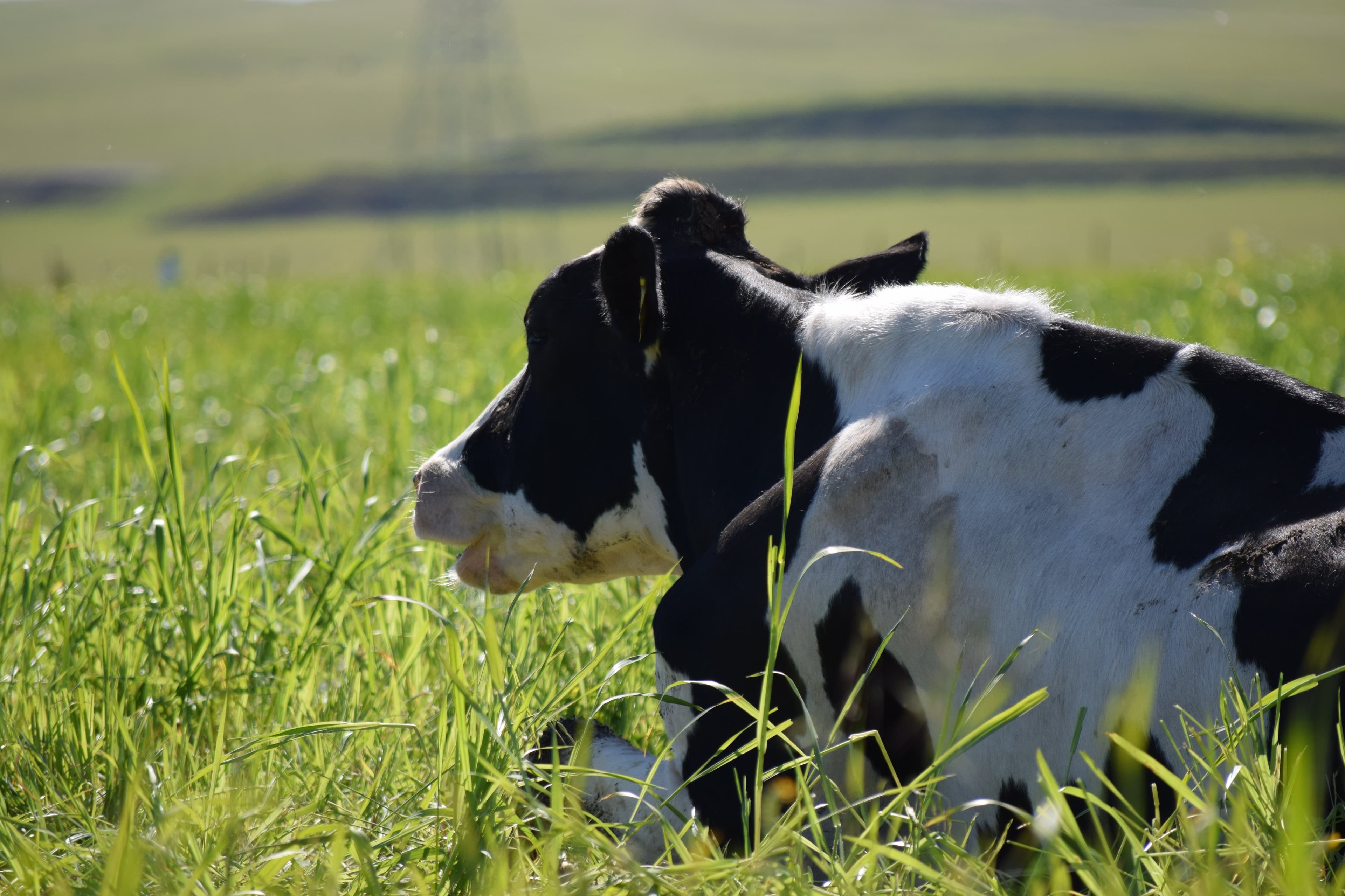 USDA Opens 2020 Enrollment for Dairy Margin Coverage Program