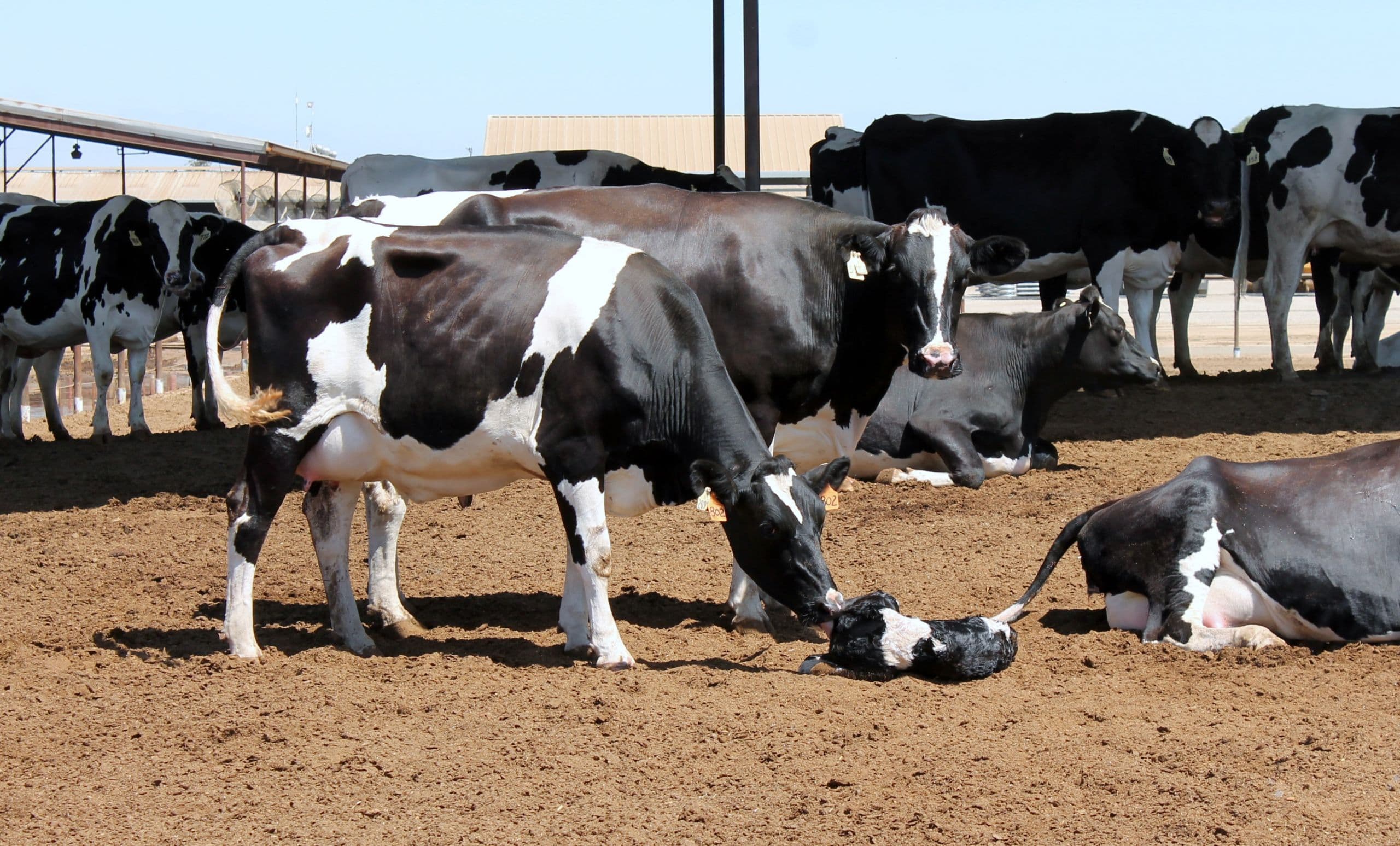 Dairy Defined: In Search of “Big Dairy”