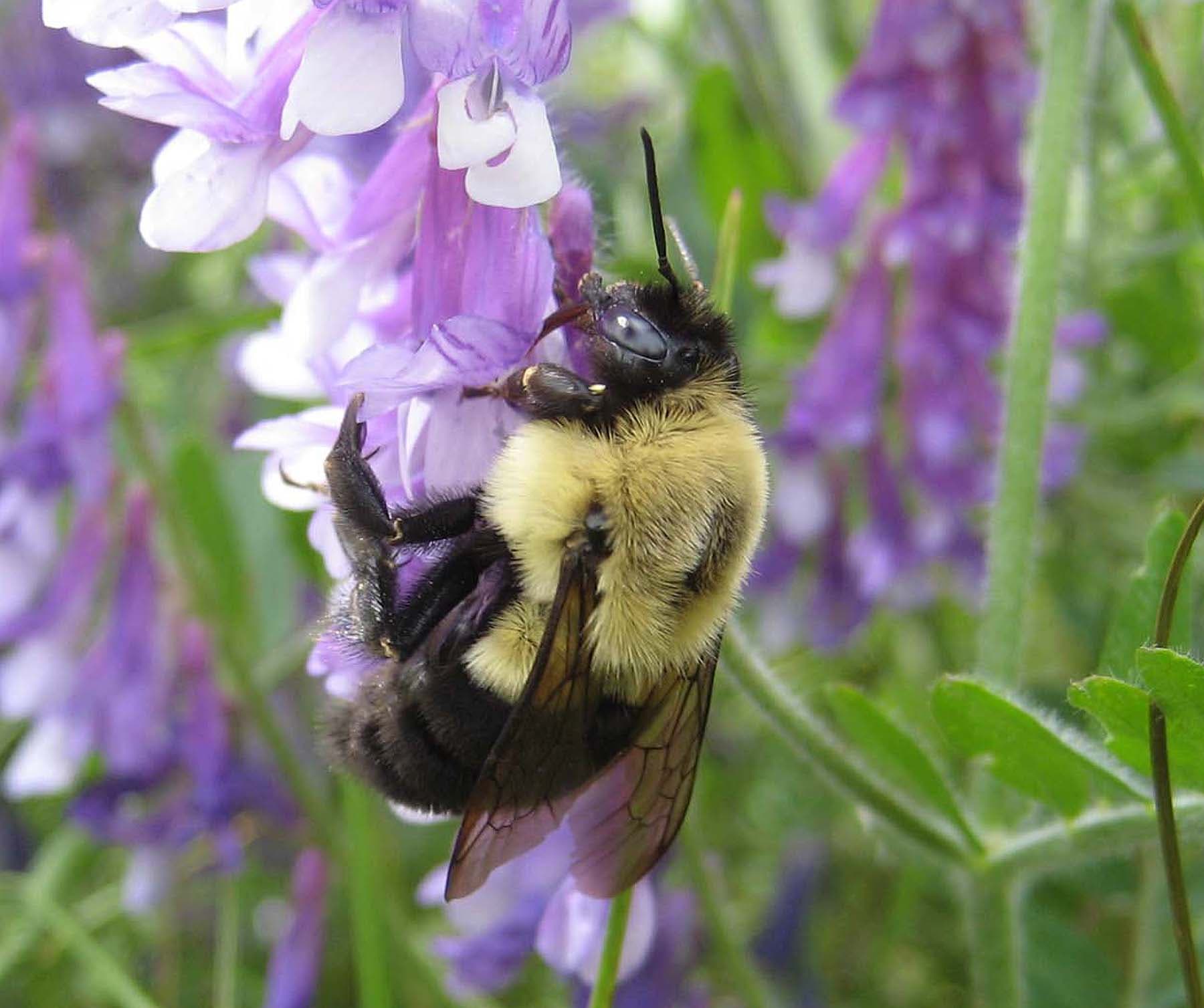 Flower Losses Due to Shrinking Habitats and Climate Change Hurt Prime Pollinators
