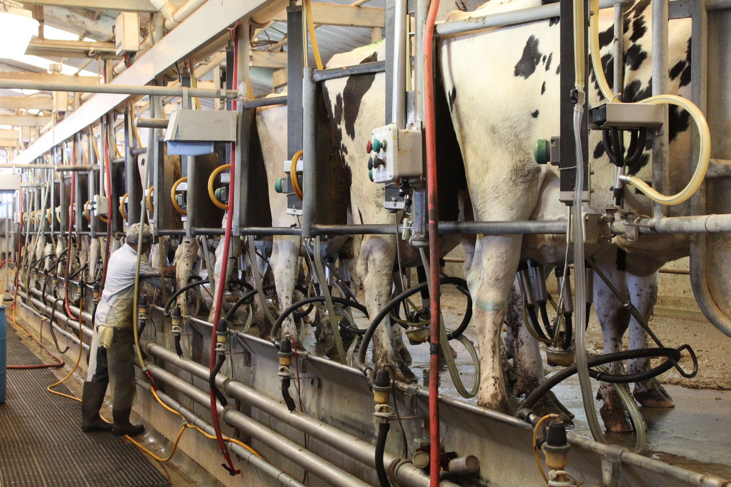 Dairy Farmers Descend on Senate to Demand Agriculture Labor Reform