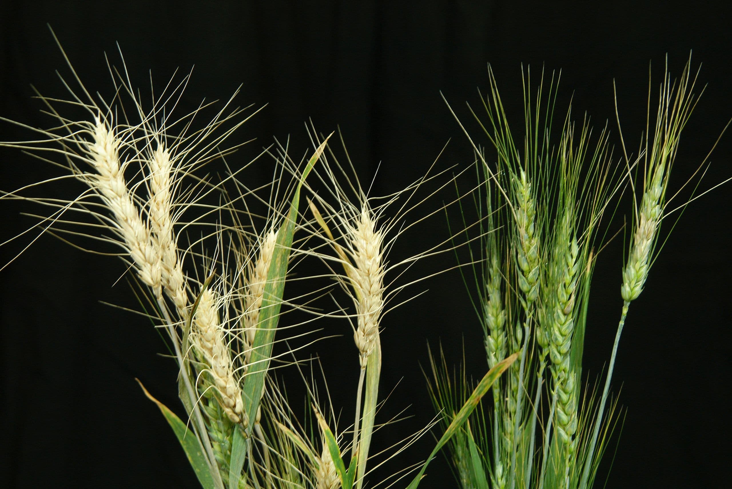 New Tool to Combat Fusarium Head Blight in Wheat