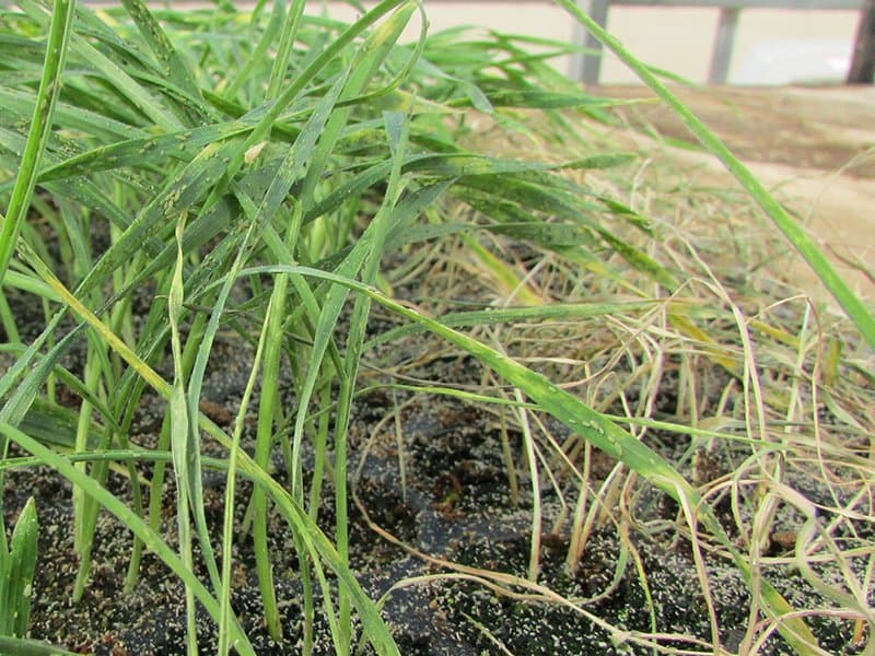 Protecting American Wheat Fields from Aphids