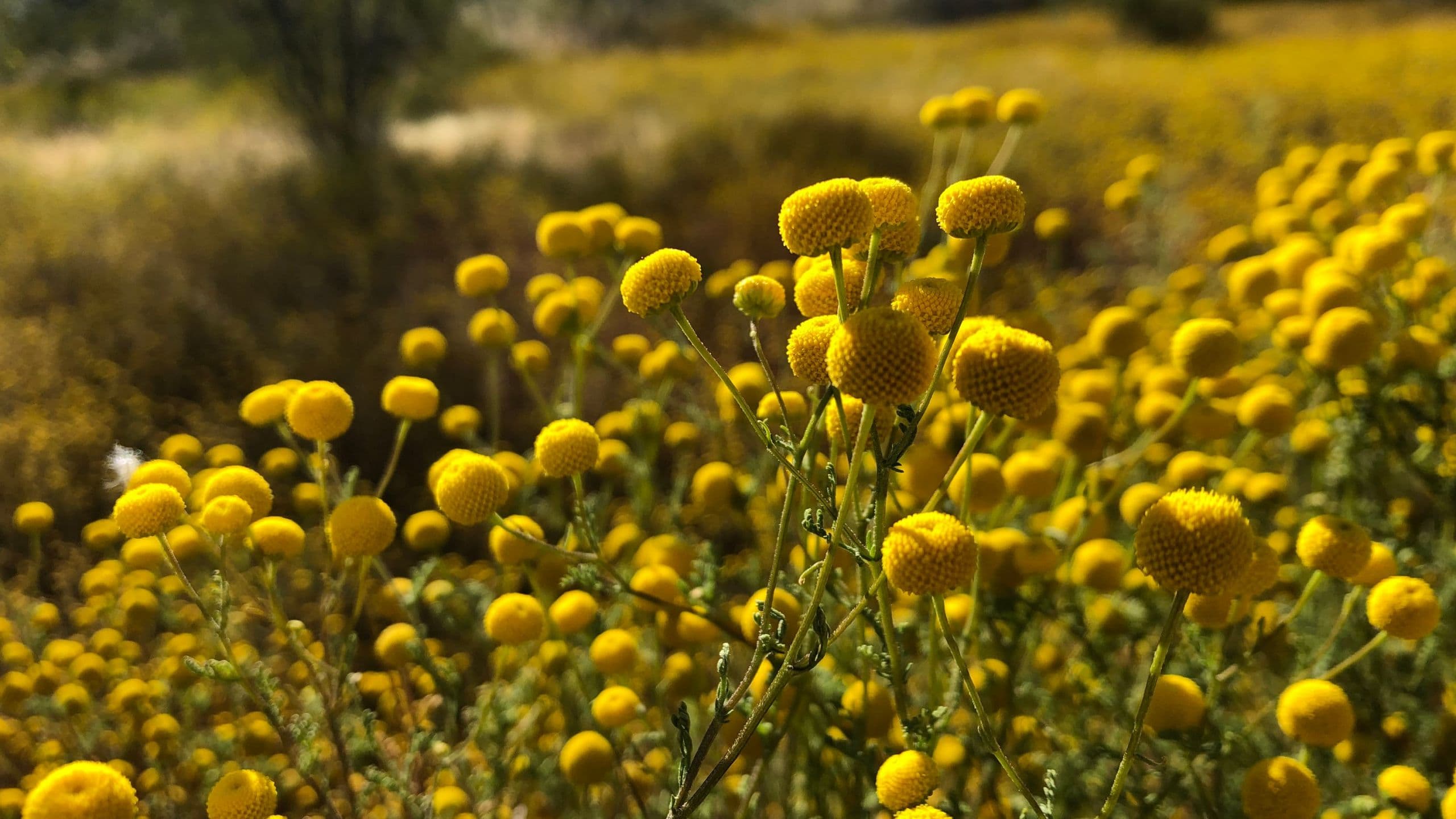 Stinknet is Spreading in Southern California