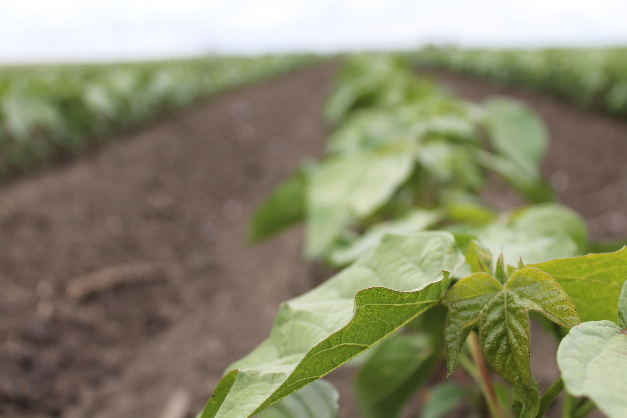 BASF Files Motion to Intervene in Ninth Circuit Case that Vacated Dicamba Registrations