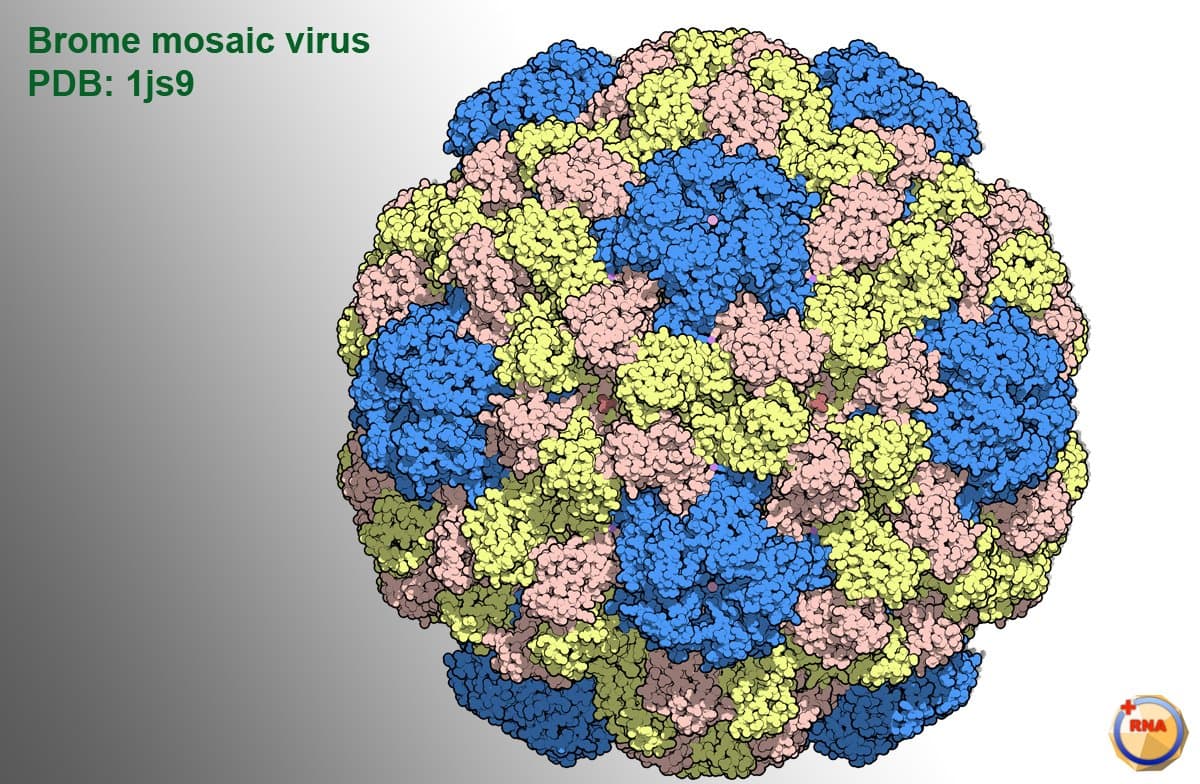 Innovative Virus Research May Save Wheat and Other Crops