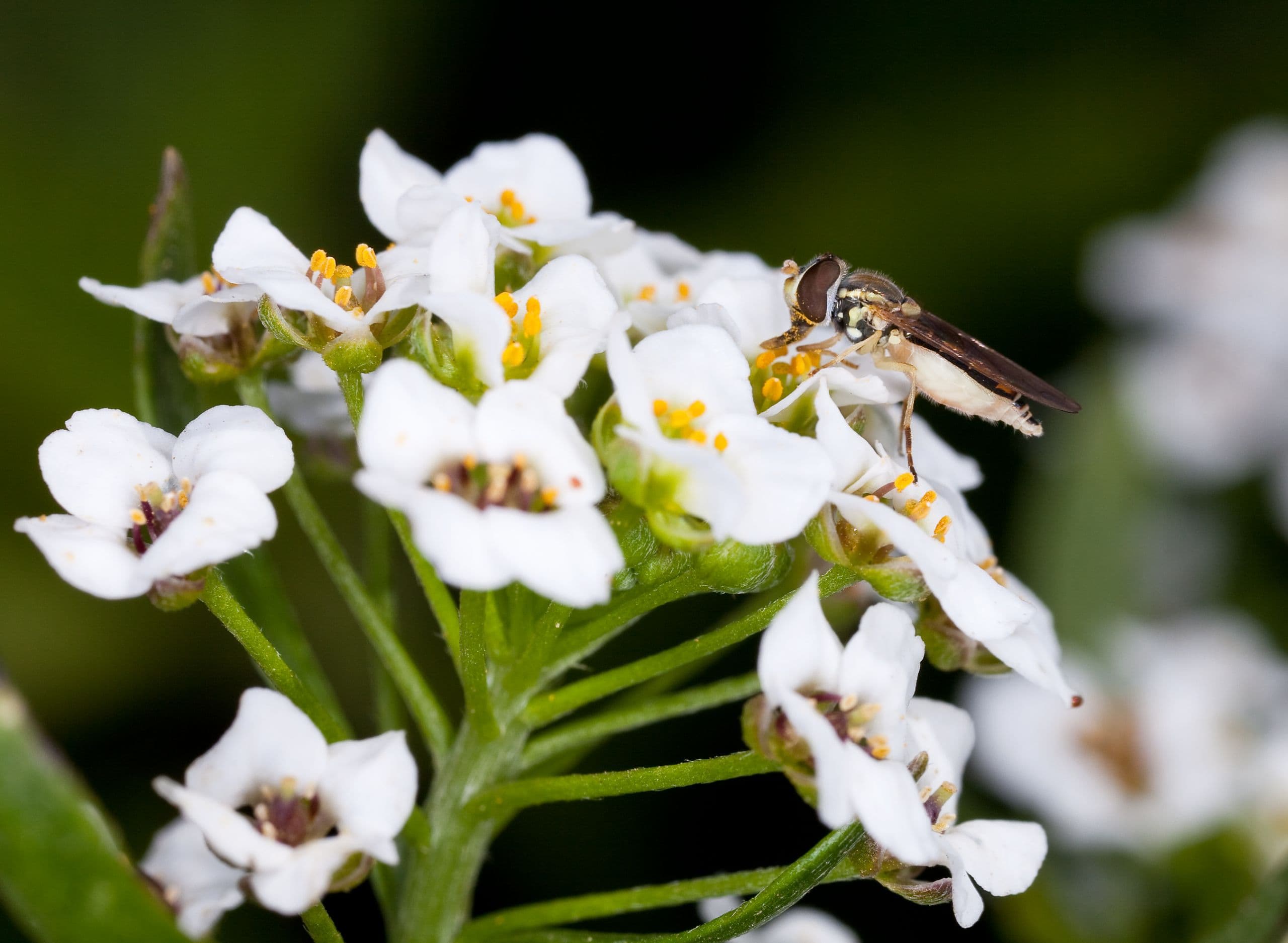 Attracting Natural Enemies of Pests to Your Field