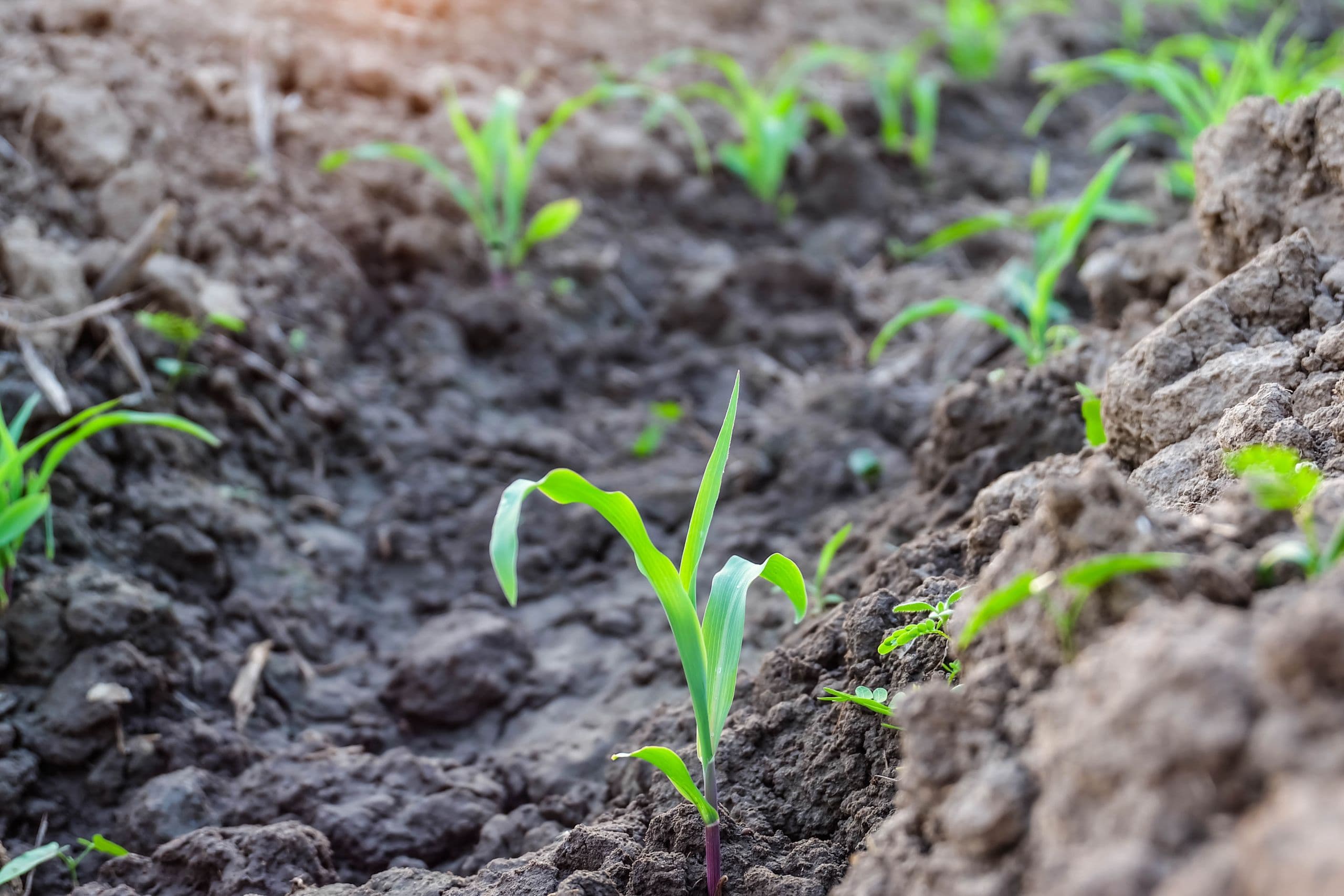 Nitrogen-Efficient Fertilizer Research Could Have Lasting Impact