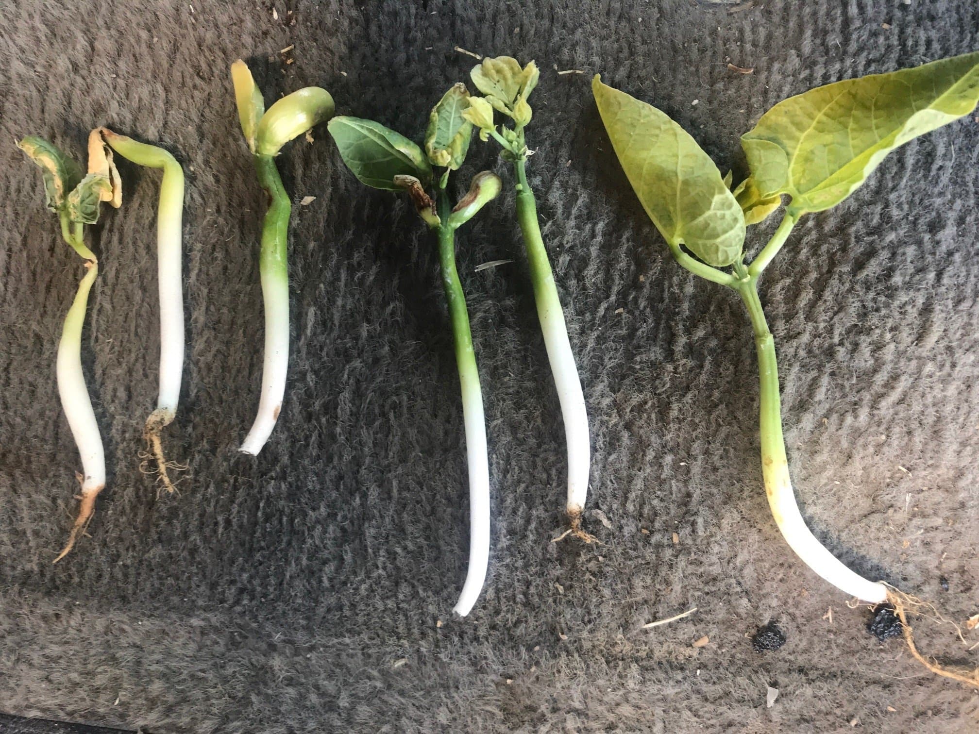 Fusarium Root Rot in Seedling Lima Beans