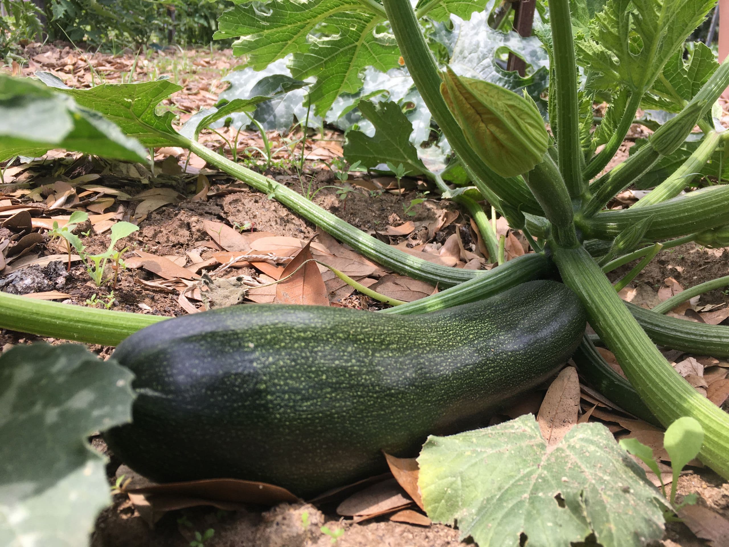 CA Squash Delights Meals All Year