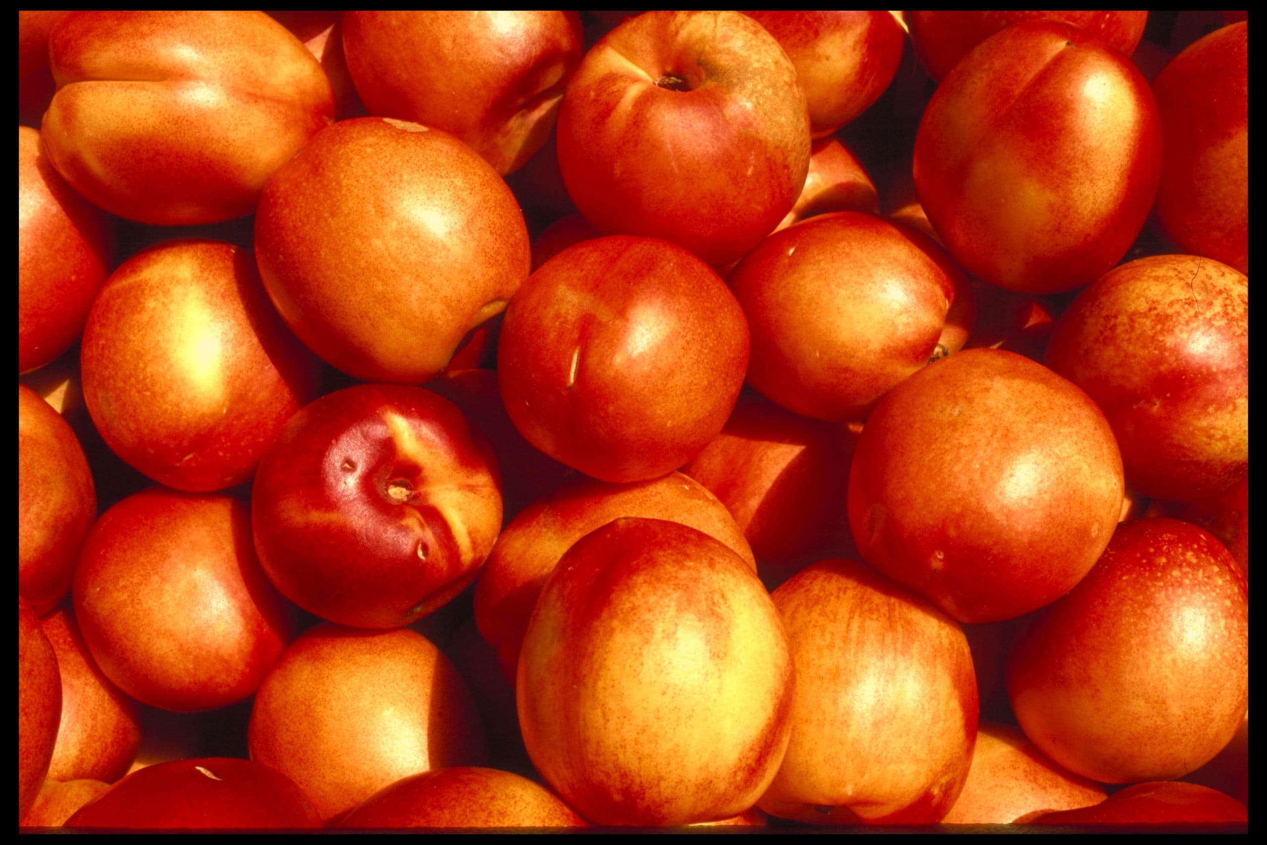 China Market Opportunities for California Nectarines