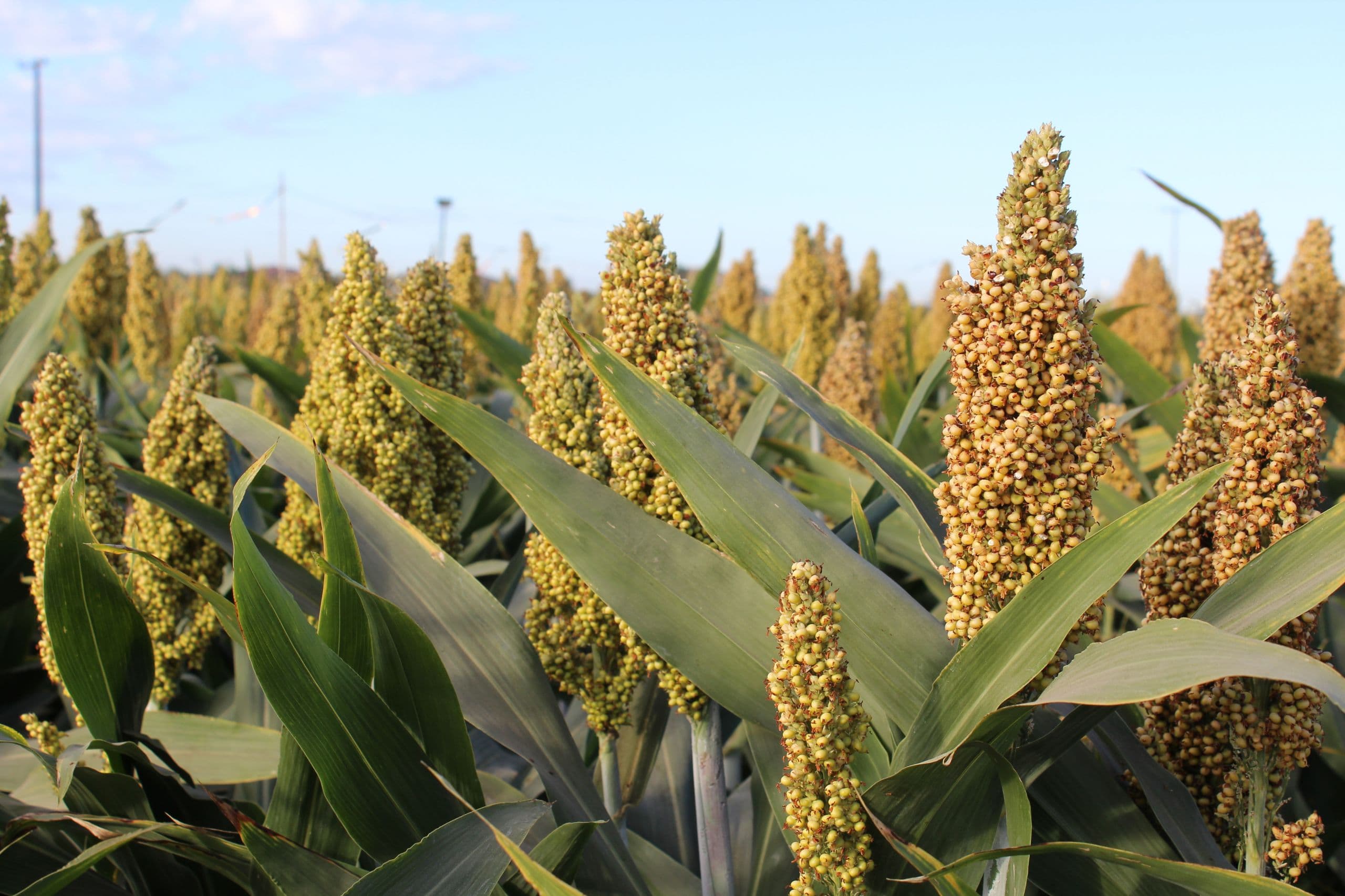 Insect-Deterring Sorghum Compounds May be Eco-Friendly Pesticide