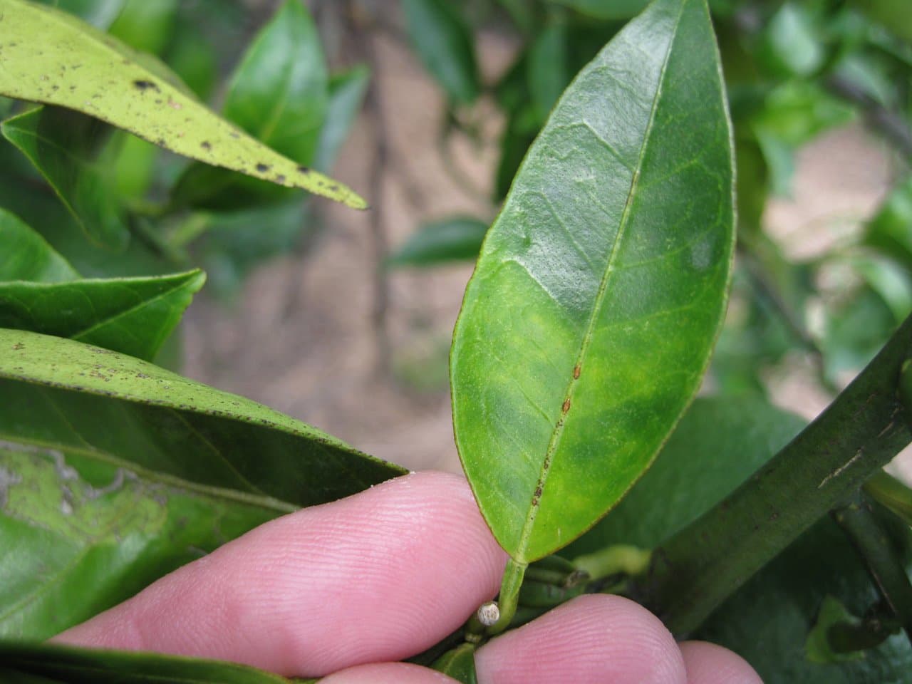 New Targets for Huanglongbing Treatments