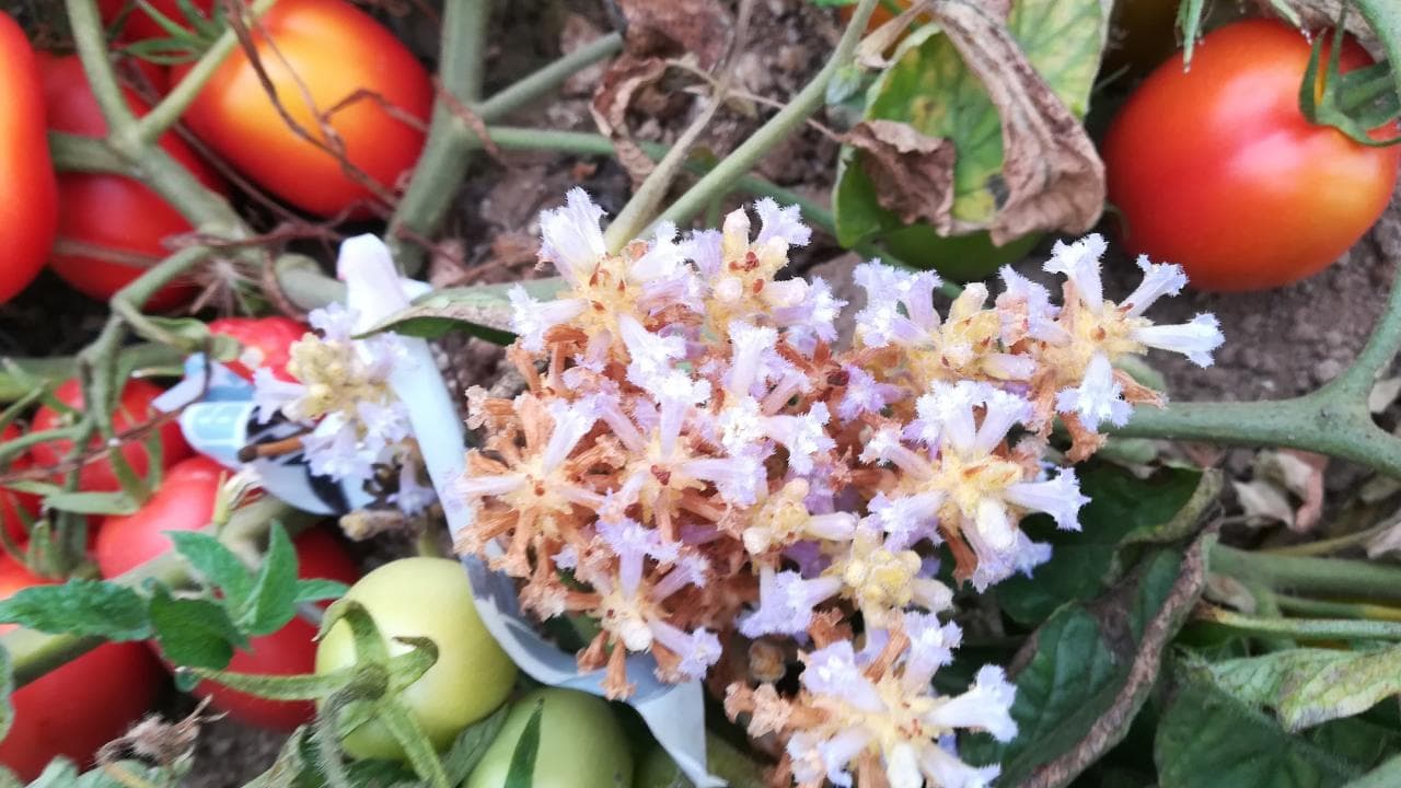 Broomrape: a Parasitic Weed in CA Processing Tomato