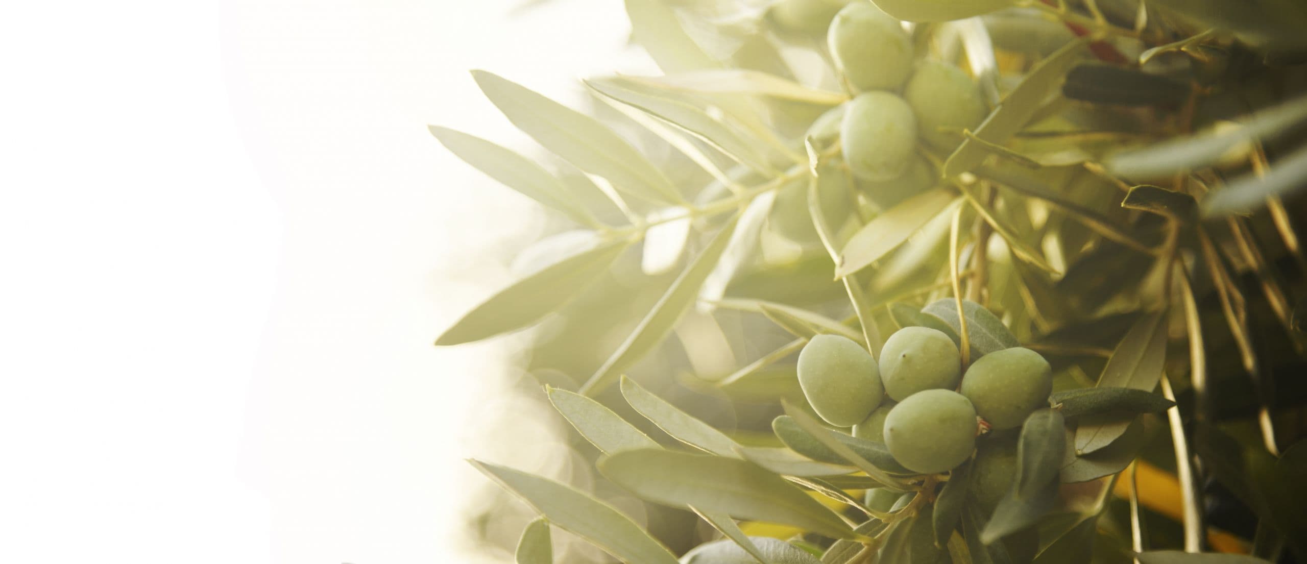 California Table Olive Forecast Down Significantly