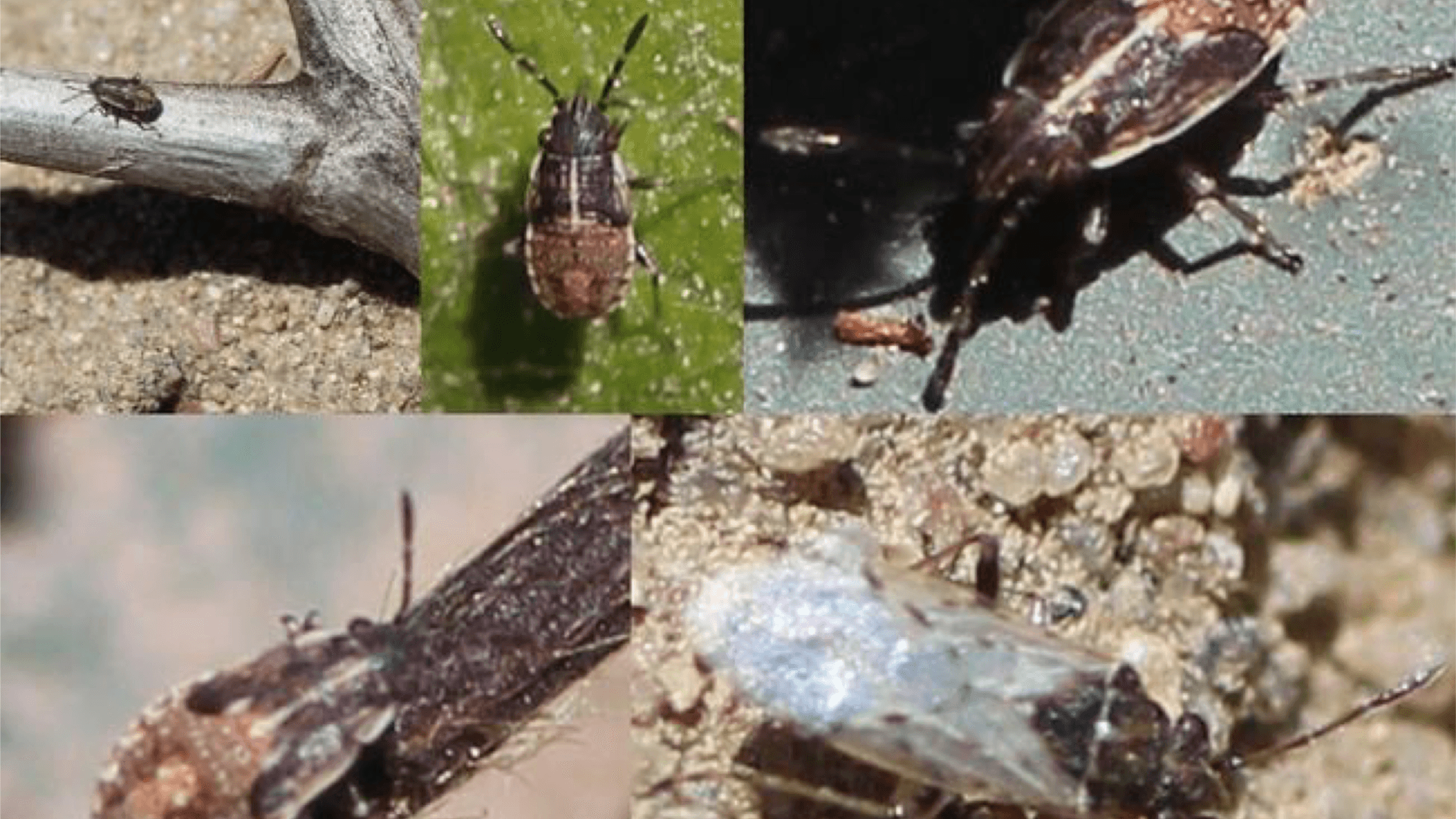 False Chinch Bug in New Avocado Plantings