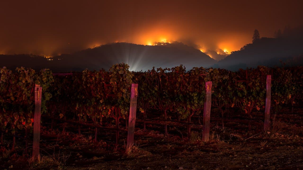 Reality of the Wildfire Impact on the 2020 Winegrape Crop