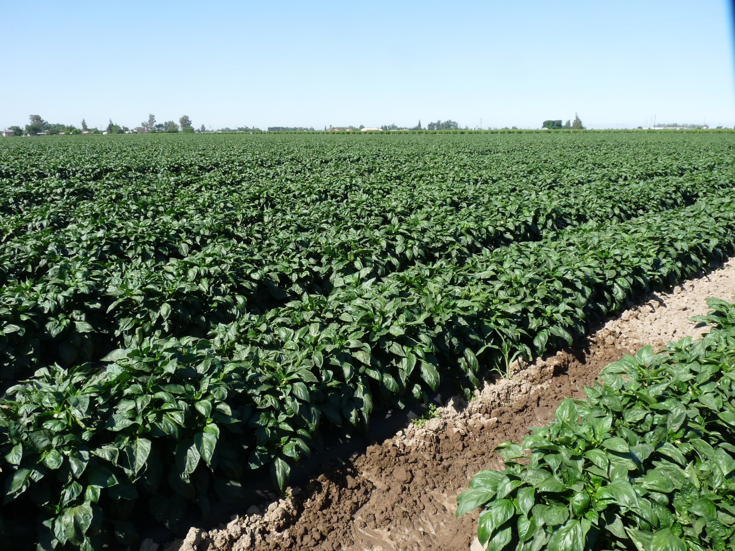 USDA Study Reveals Airborne Fungus Can Trigger Plant Growth
