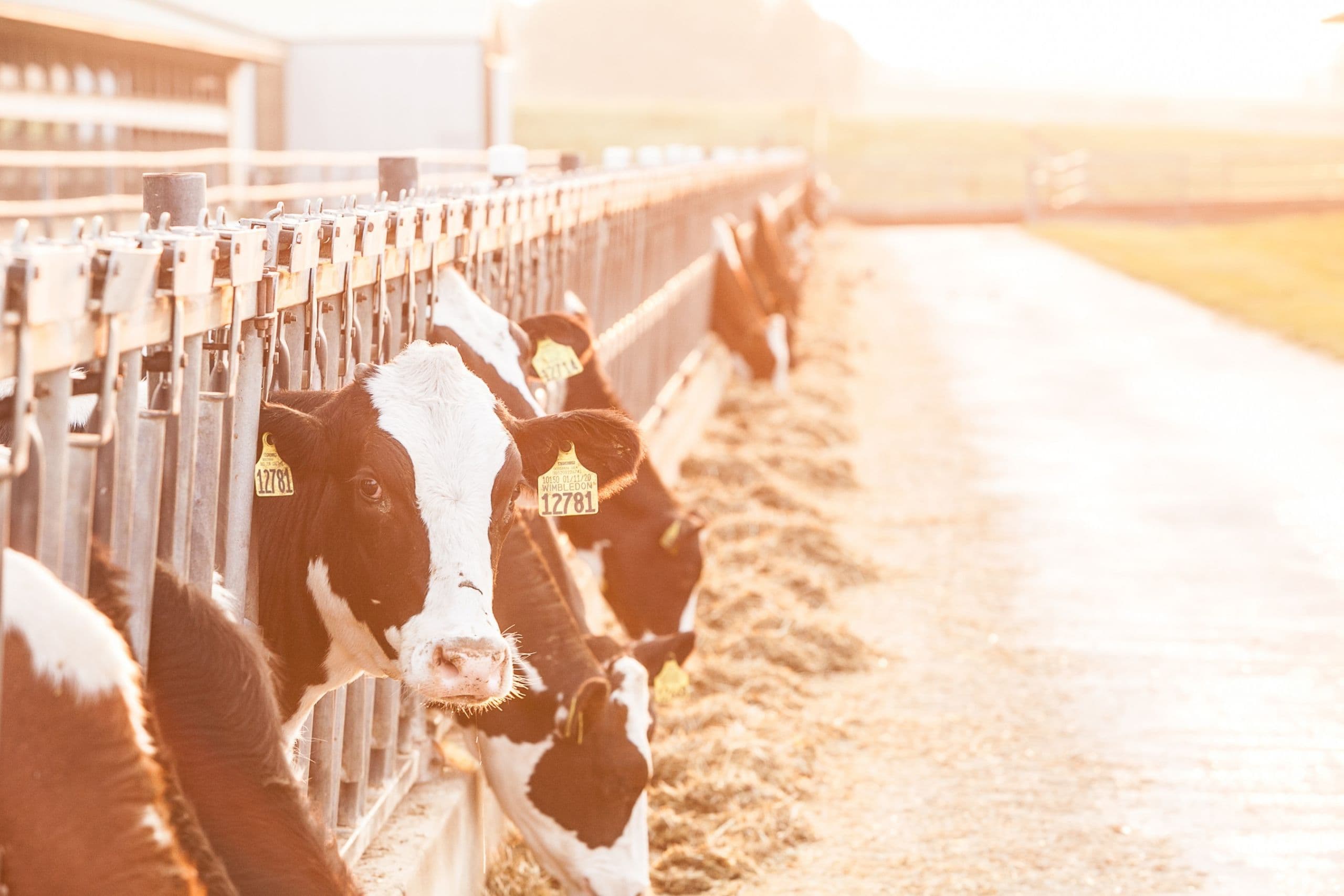 U.S. Dairy Advances Journey to Net Zero Carbon Emissions by 2050