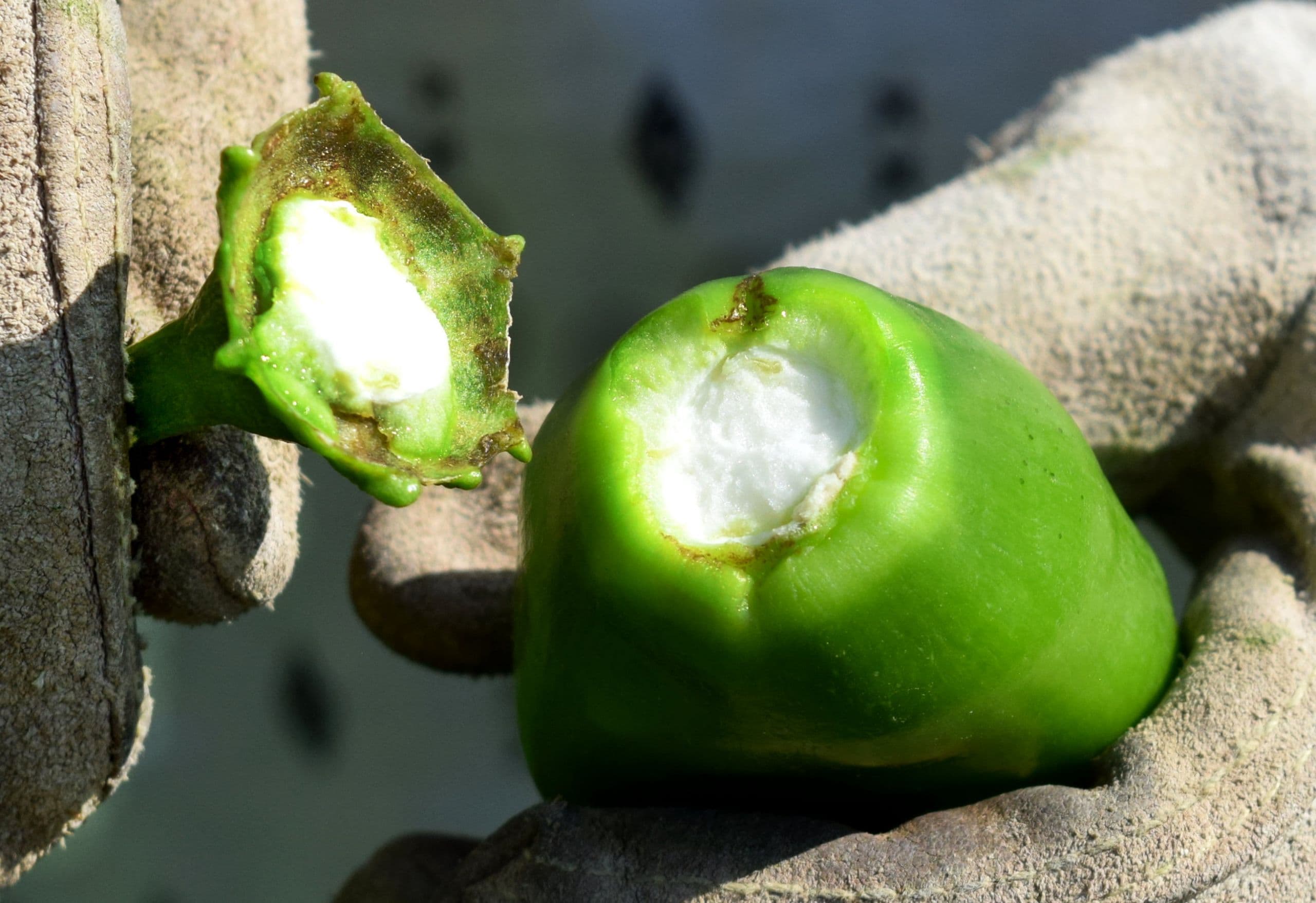 Developing the Perfect Chile Pepper for Mechanical Harvest