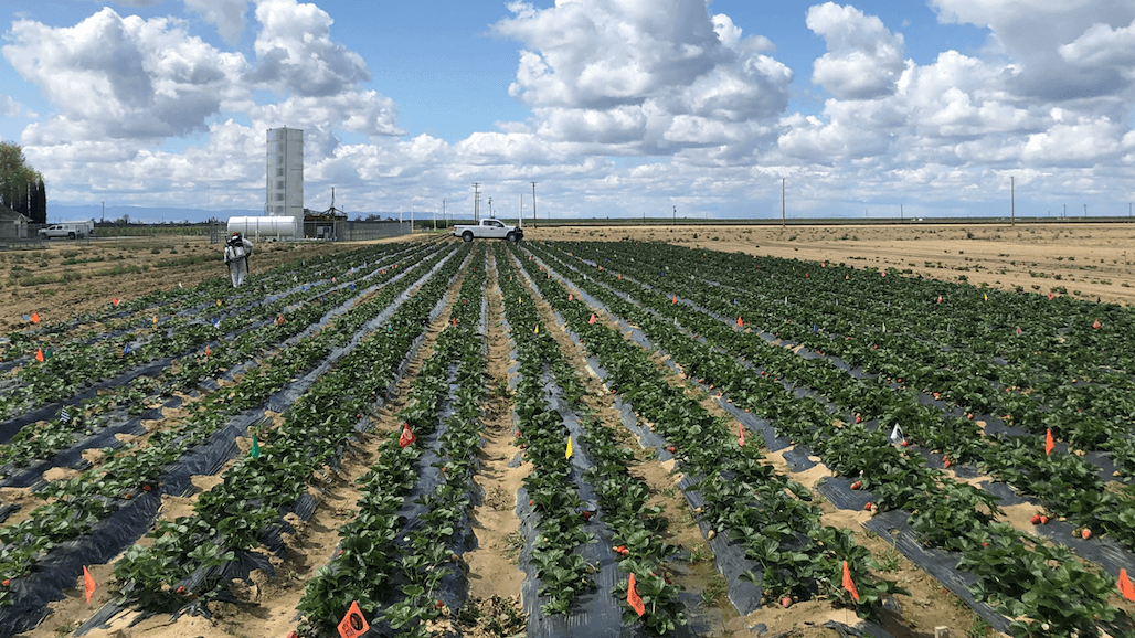 Evaluating Biological Fungicides Against Fruit Rot in Strawberry
