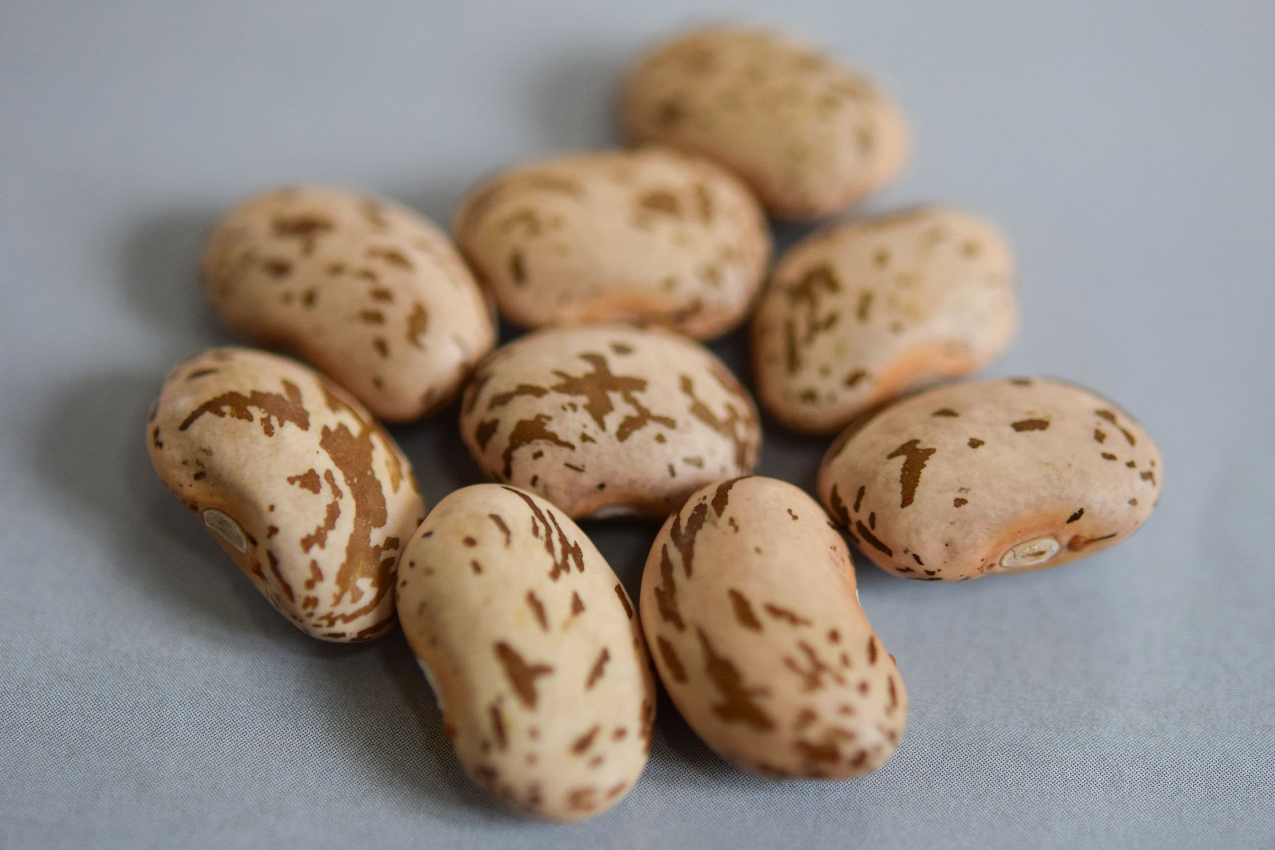 New Bean Defeats Both Leafhoppers & Drought