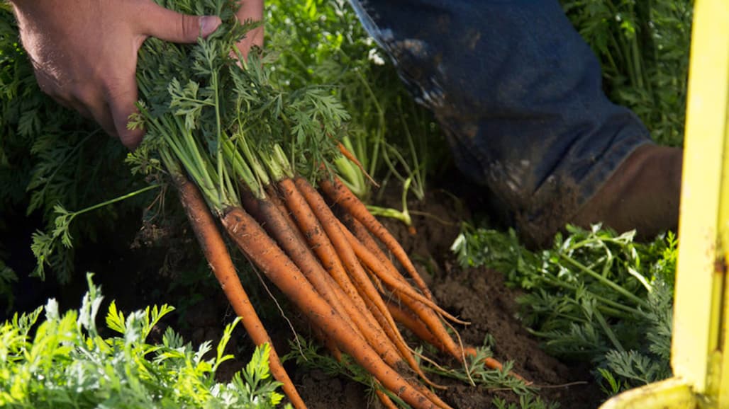 Grimmway Farms Donates $5 Million to Cal Poly to Establish Center for Organic Production & Research