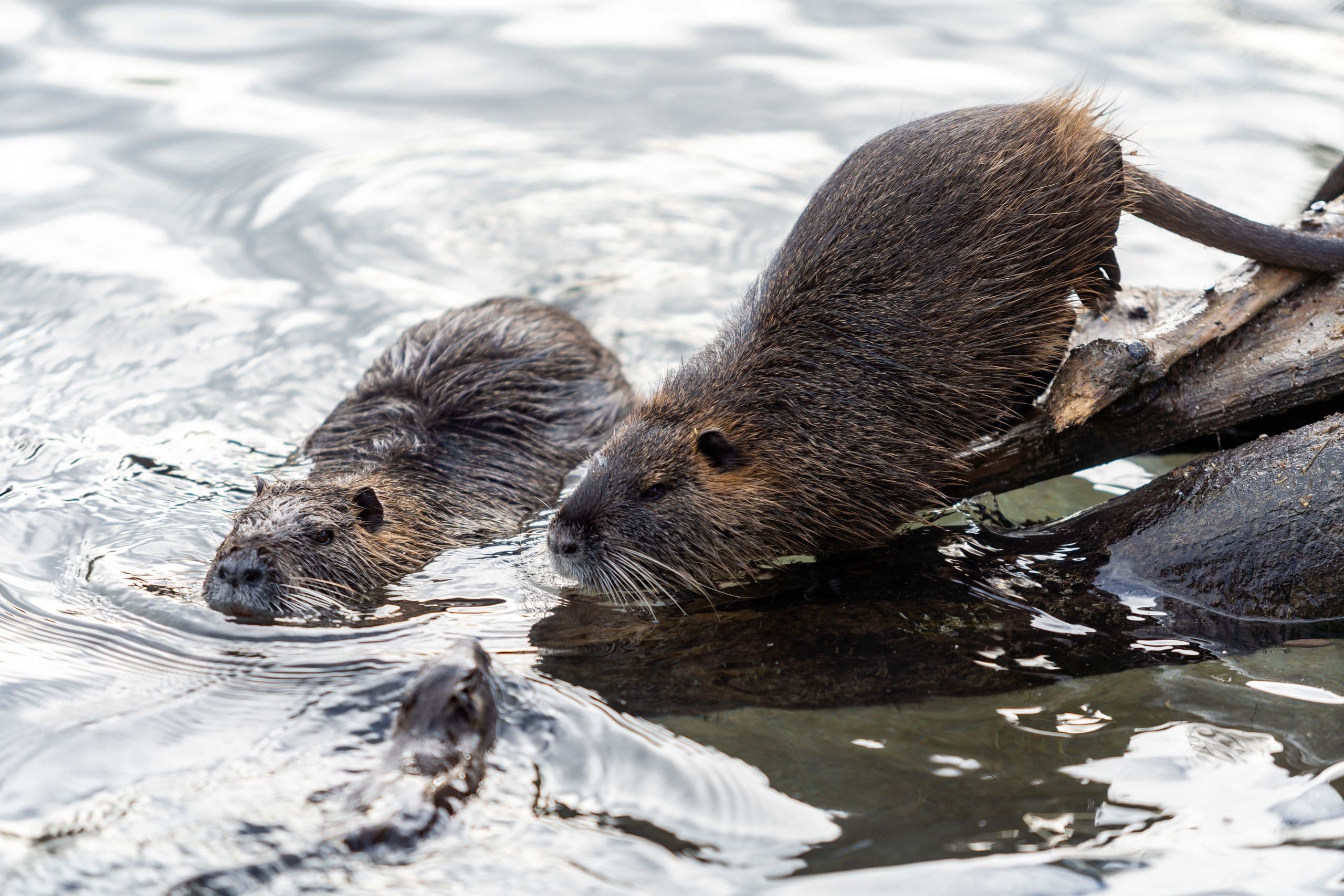 Nutria Eradication Bill Becomes Law