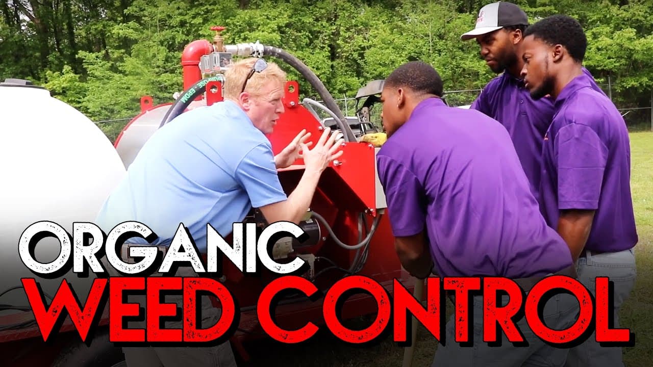 UC Cooperative Extension Investigates the Reality of Steam-Weeding Lettuce Fields