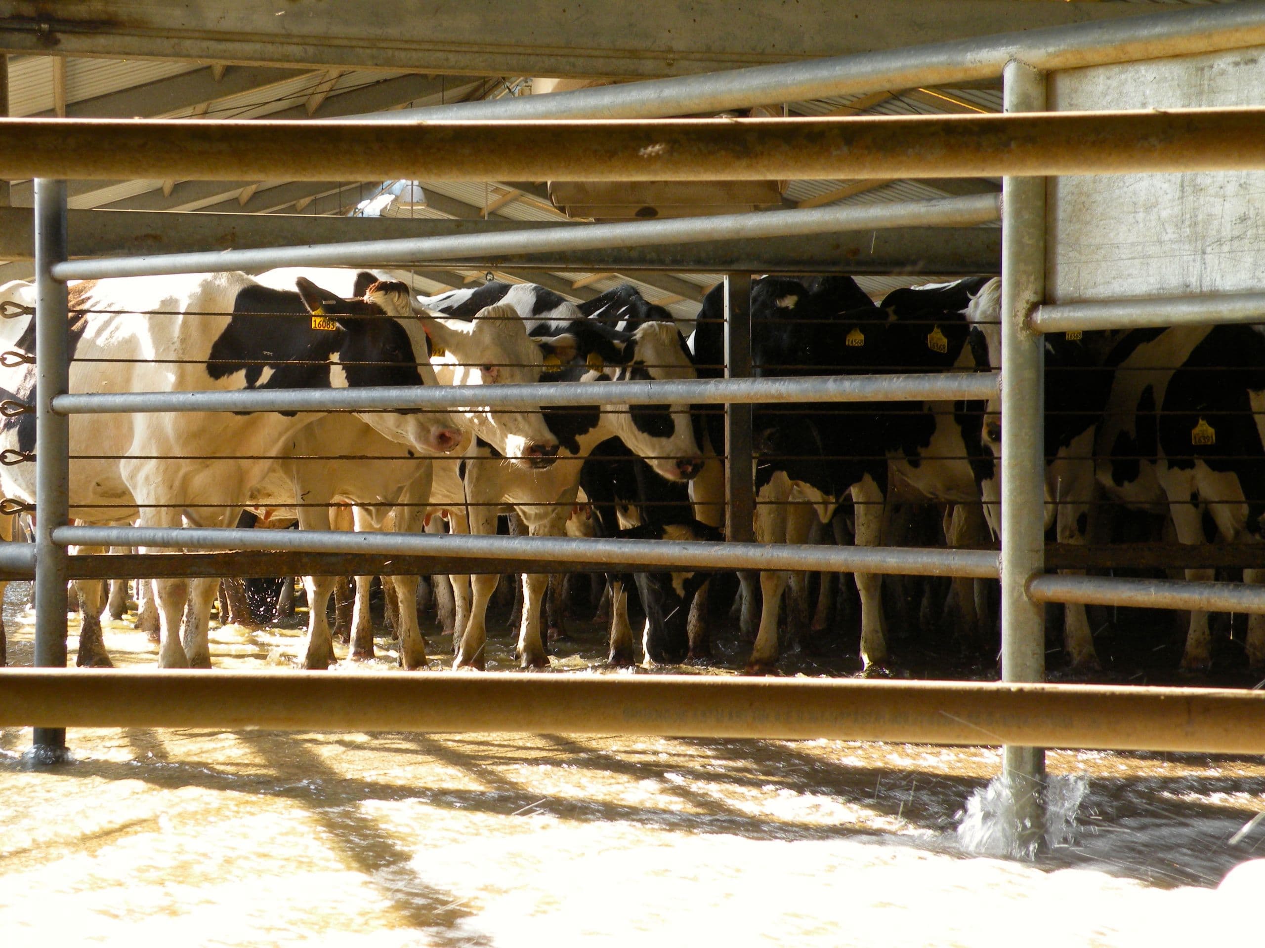 Model Filter System Removes Antibiotics from Wastewater