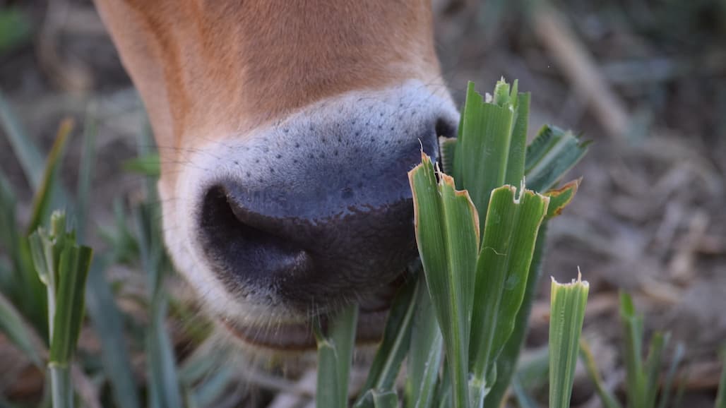 Grazing & Riparian Restoration Are Compatible When You Put in the Work