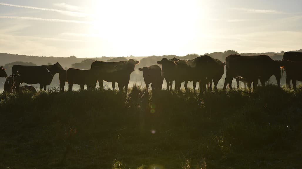 Animal Agriculture Alliance Virtual Summit to Help Turn “Obstacles to Opportunities”
