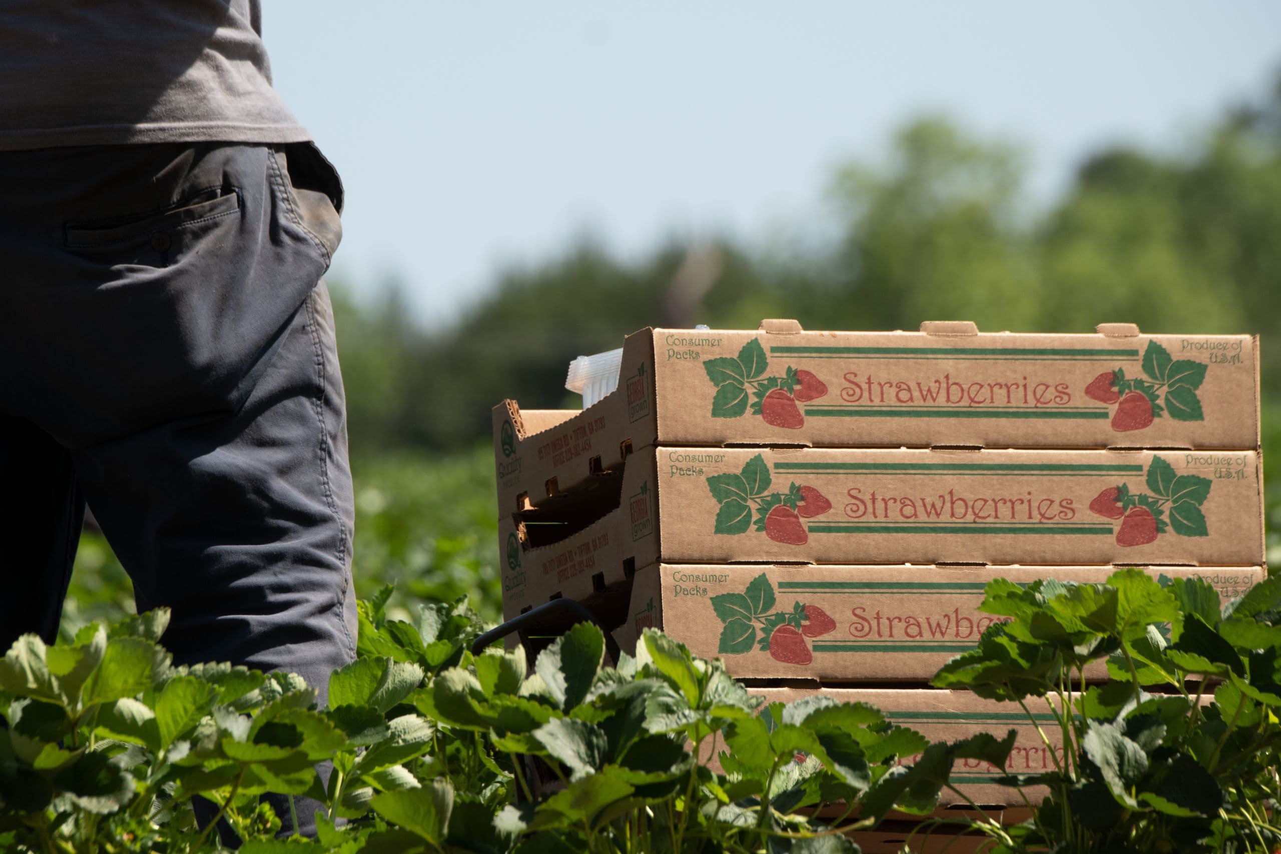 California Horticulture Sales Reach $2.63 Billion in 2019