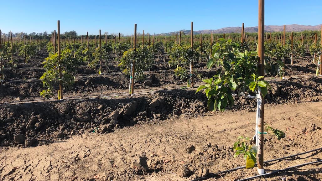 New Avocado Study Outlines Costs & Returns of High-Density Plantings
