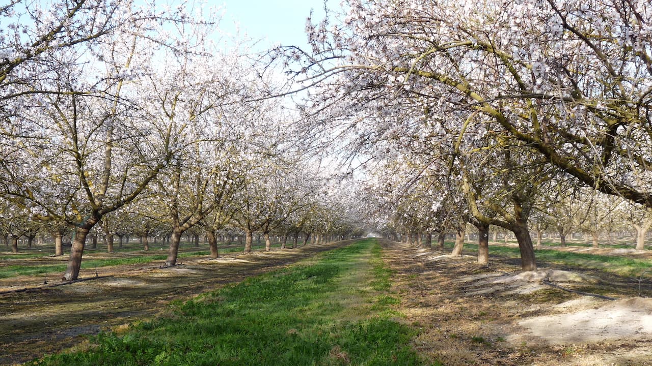 Potassium Nutrient Management in Almonds & Pistachios