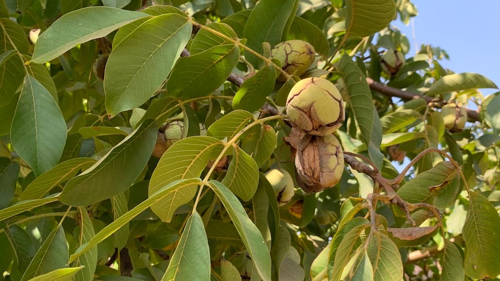 New Walnut Variety to Allow Earlier Harvest