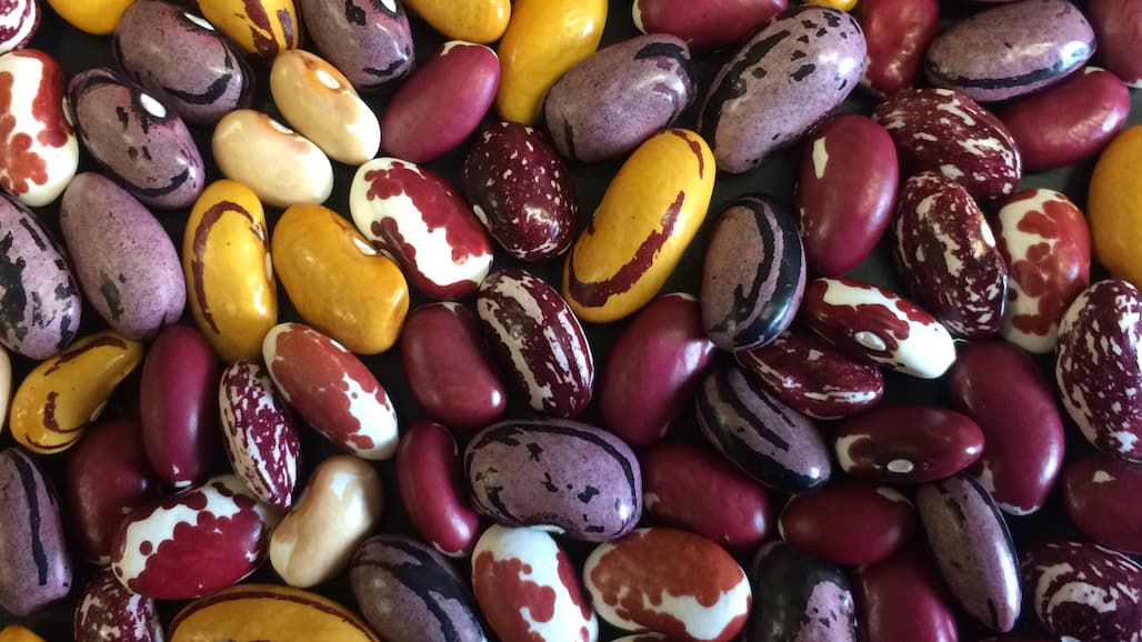 New Dry Beans from UC Davis Combine Qualities for Both Farmers & Consumers