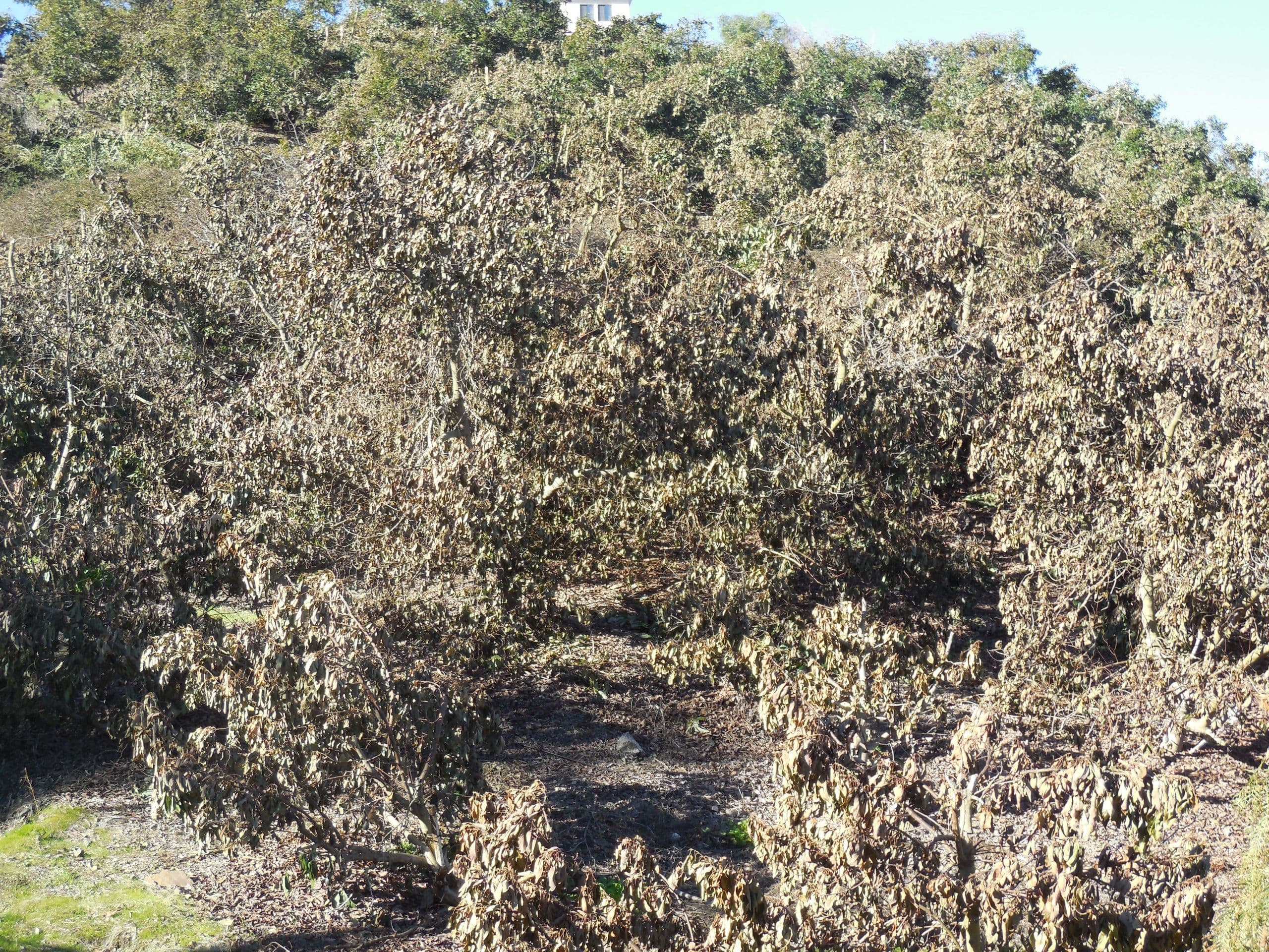 Drier La Niña Winter Conditions Can Contribute To Sudden Freezes