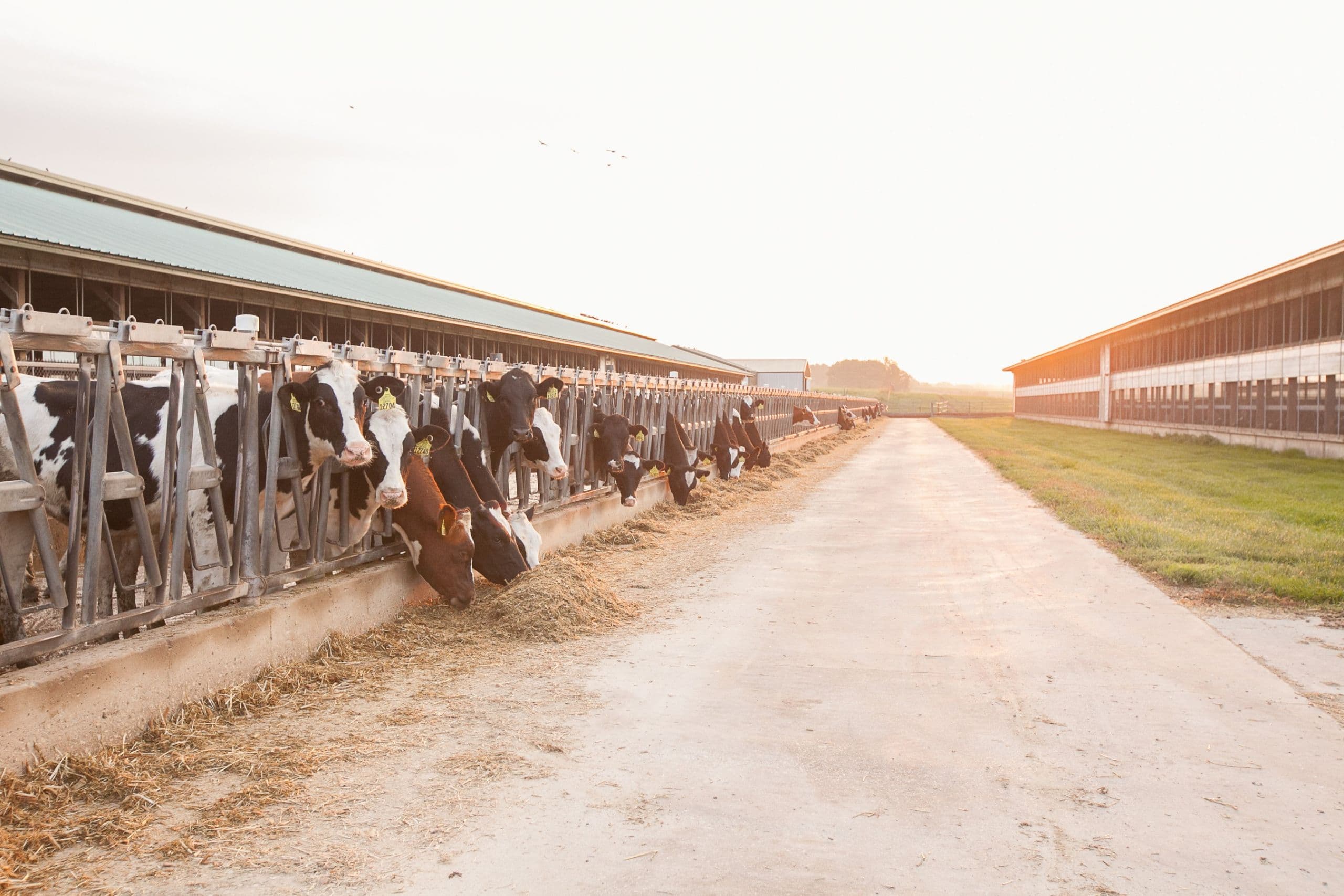 USDA and Dairy Farmers Work Together to Mitigate Risk for 2021